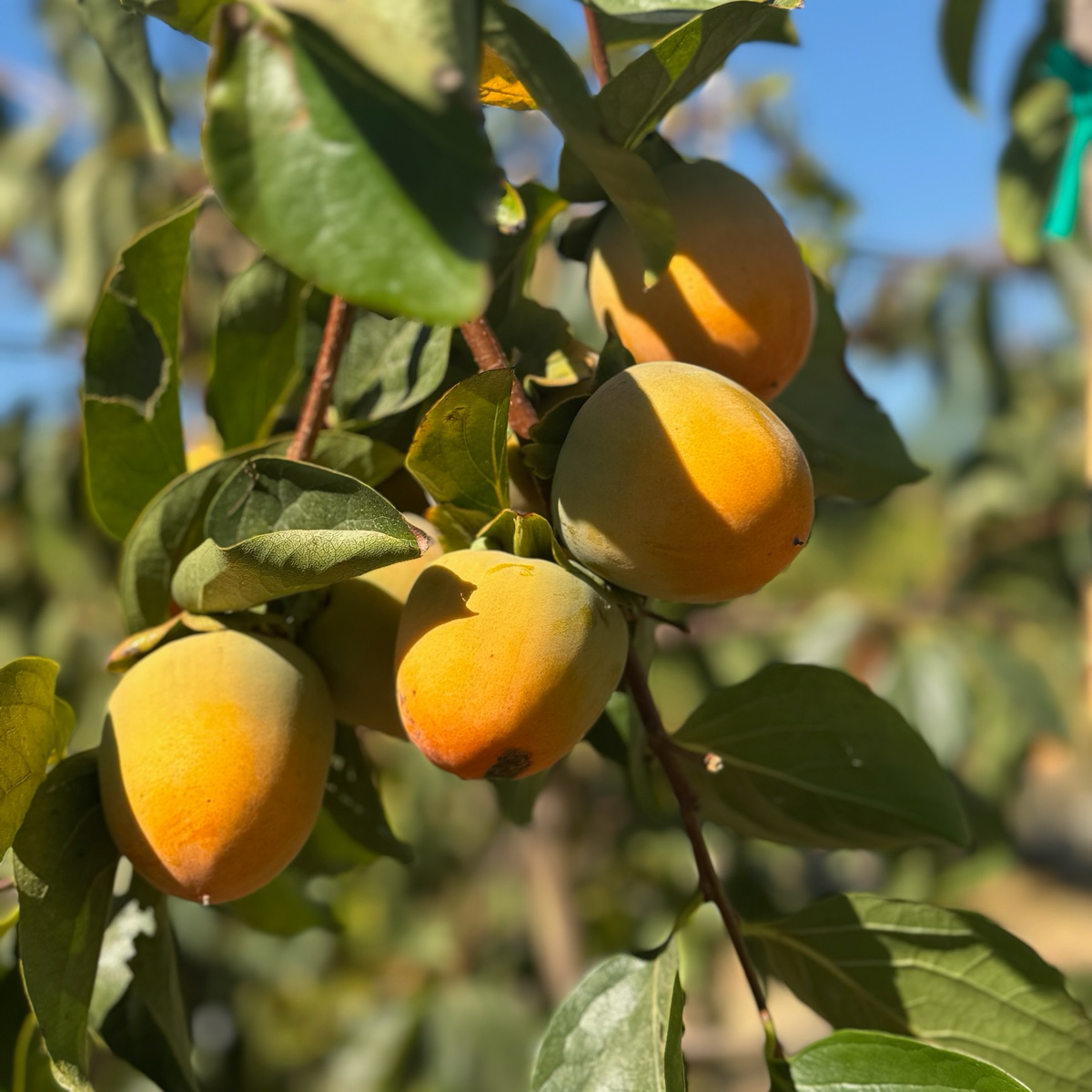 巧克力柿 Chocolate Persimmon