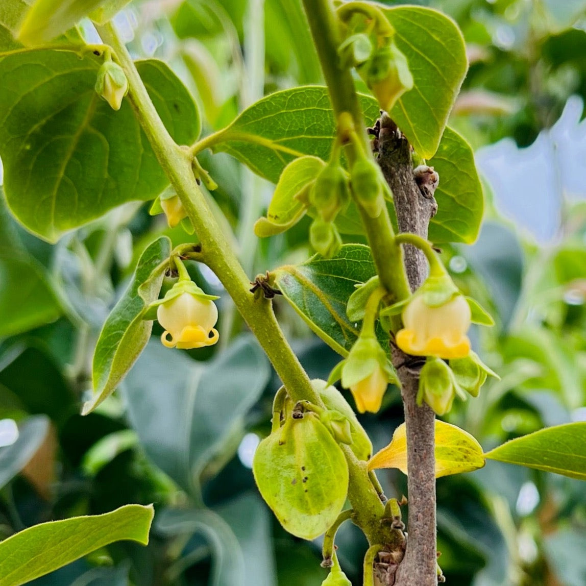 巧克力柿 Chocolate Persimmon