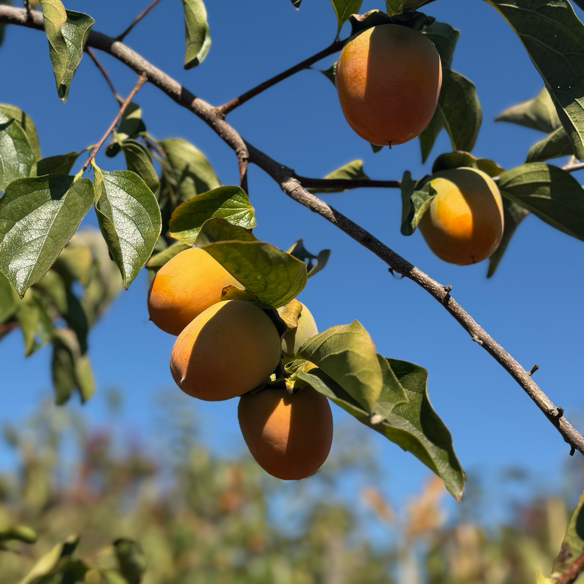 巧克力柿 Chocolate Persimmon
