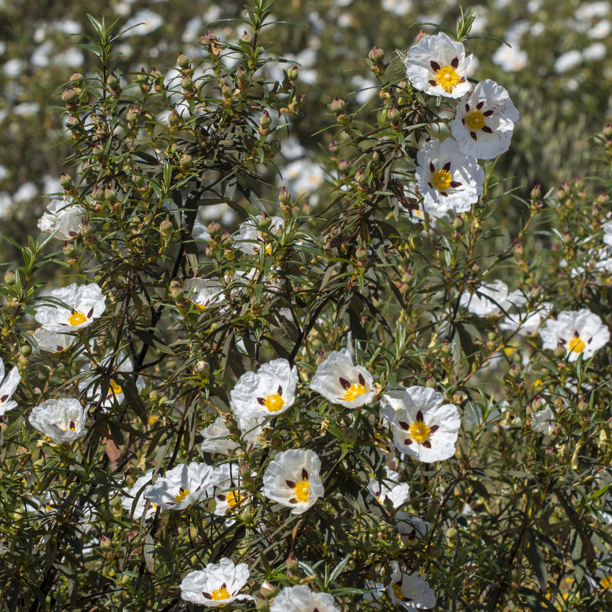 Purple Rockrose