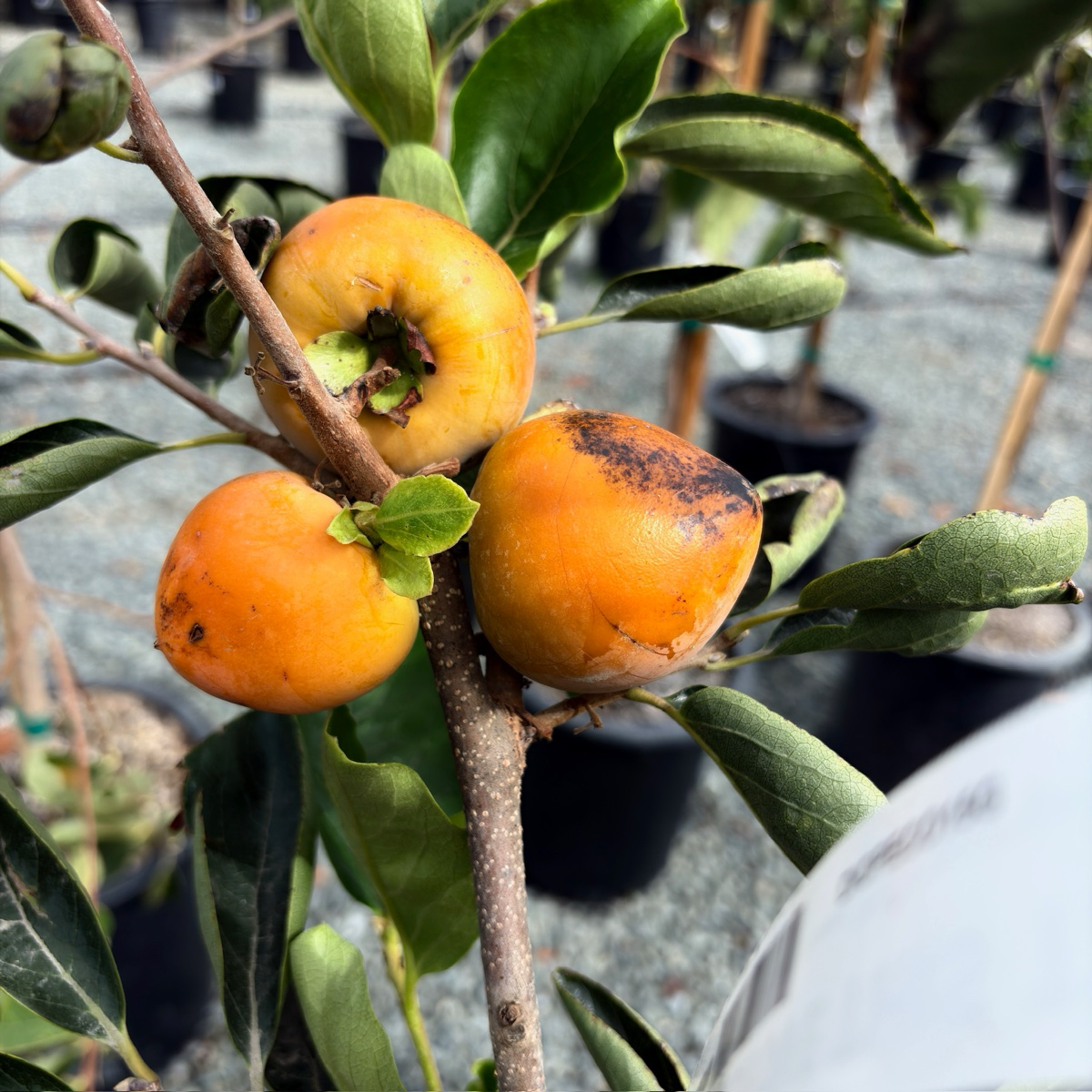 咖啡蛋糕柿 Coffeecake Persimmon