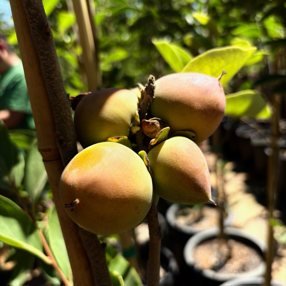 咖啡蛋糕柿 Coffeecake Persimmon