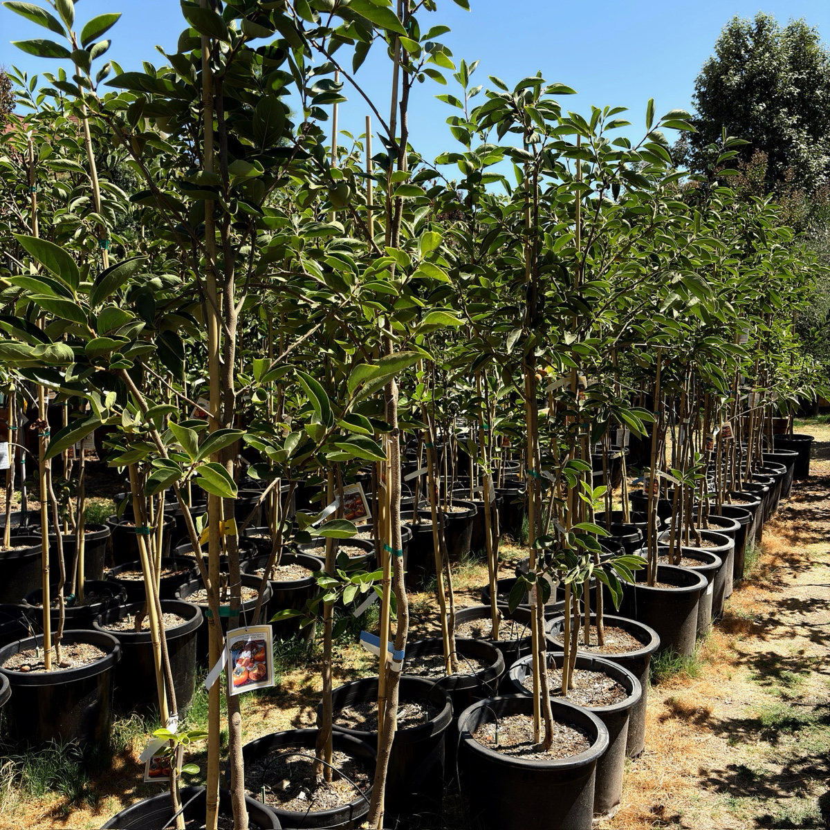 咖啡蛋糕柿 Coffeecake Persimmon