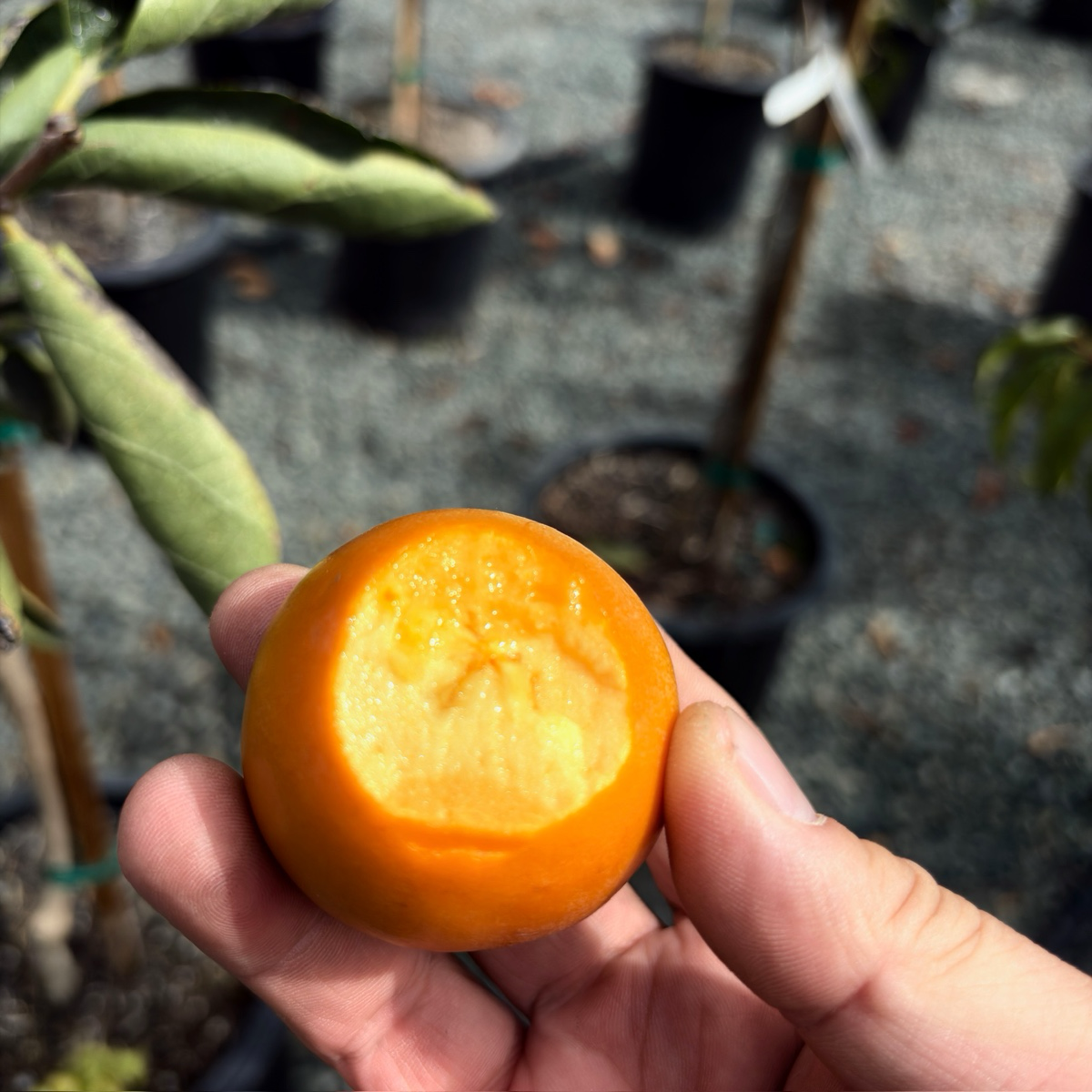 咖啡蛋糕柿 Coffeecake Persimmon