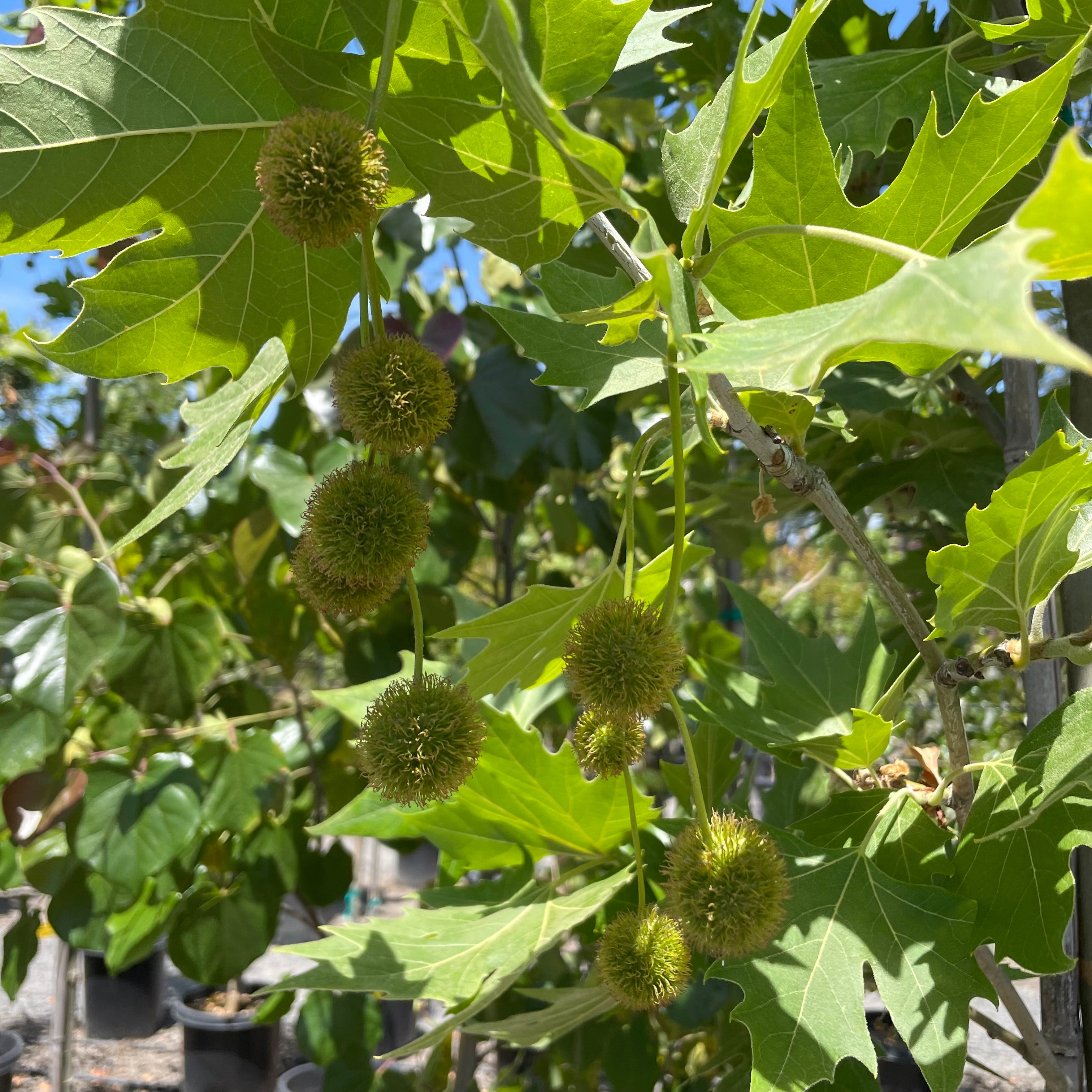 悬铃木-法国梧桐 Columbia London Plane