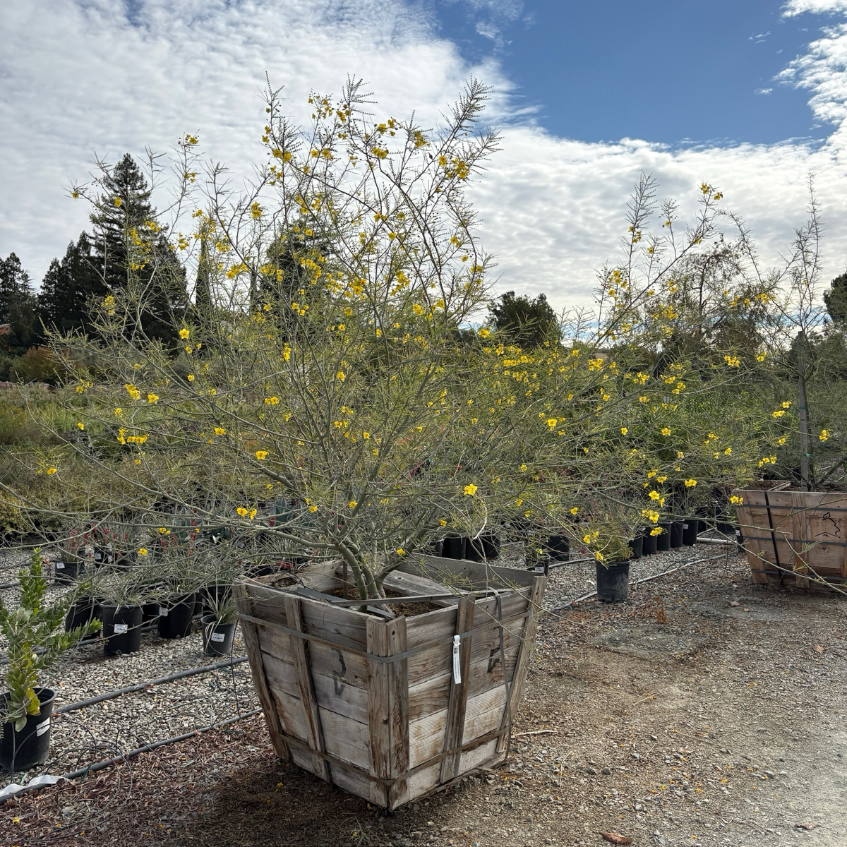 沙漠柳树 Desert Museum Palo Verde