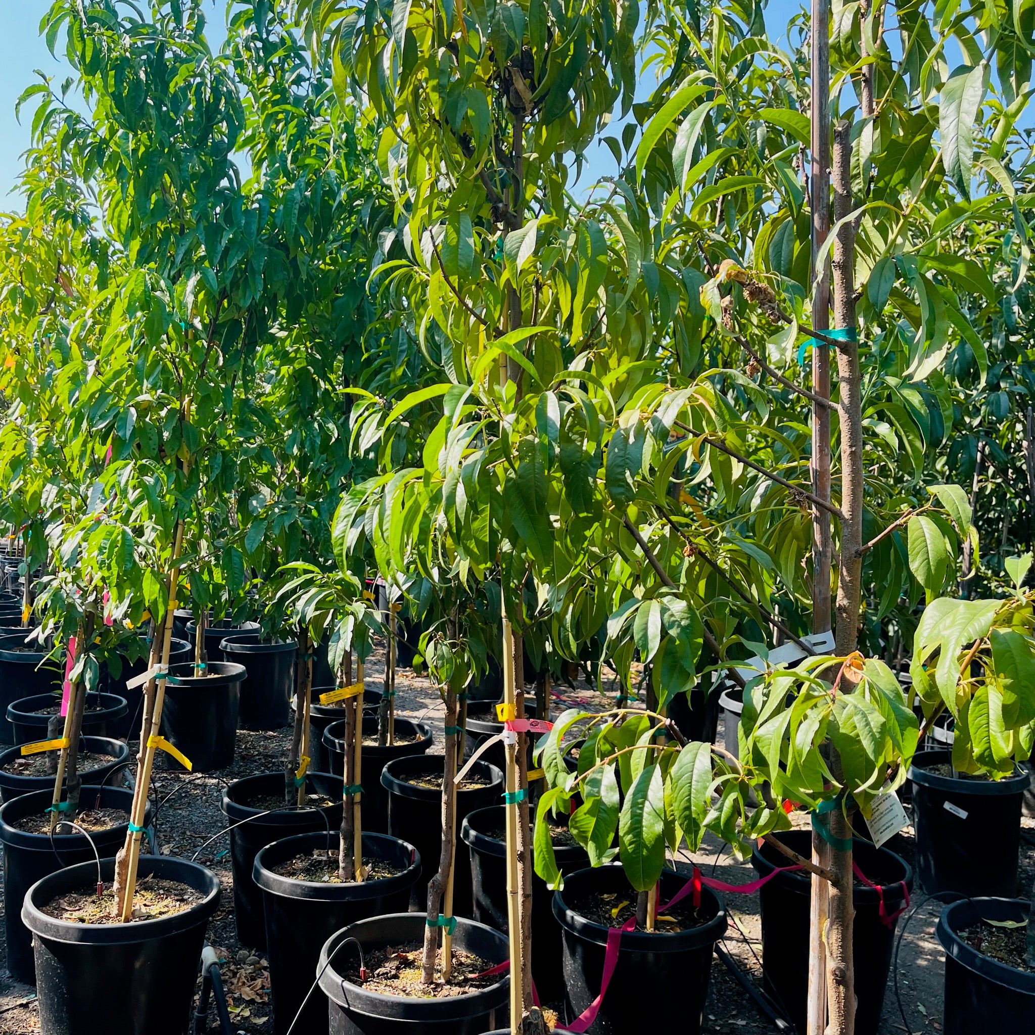 黄桃-双宝石黄桃 Double Jewel Peach