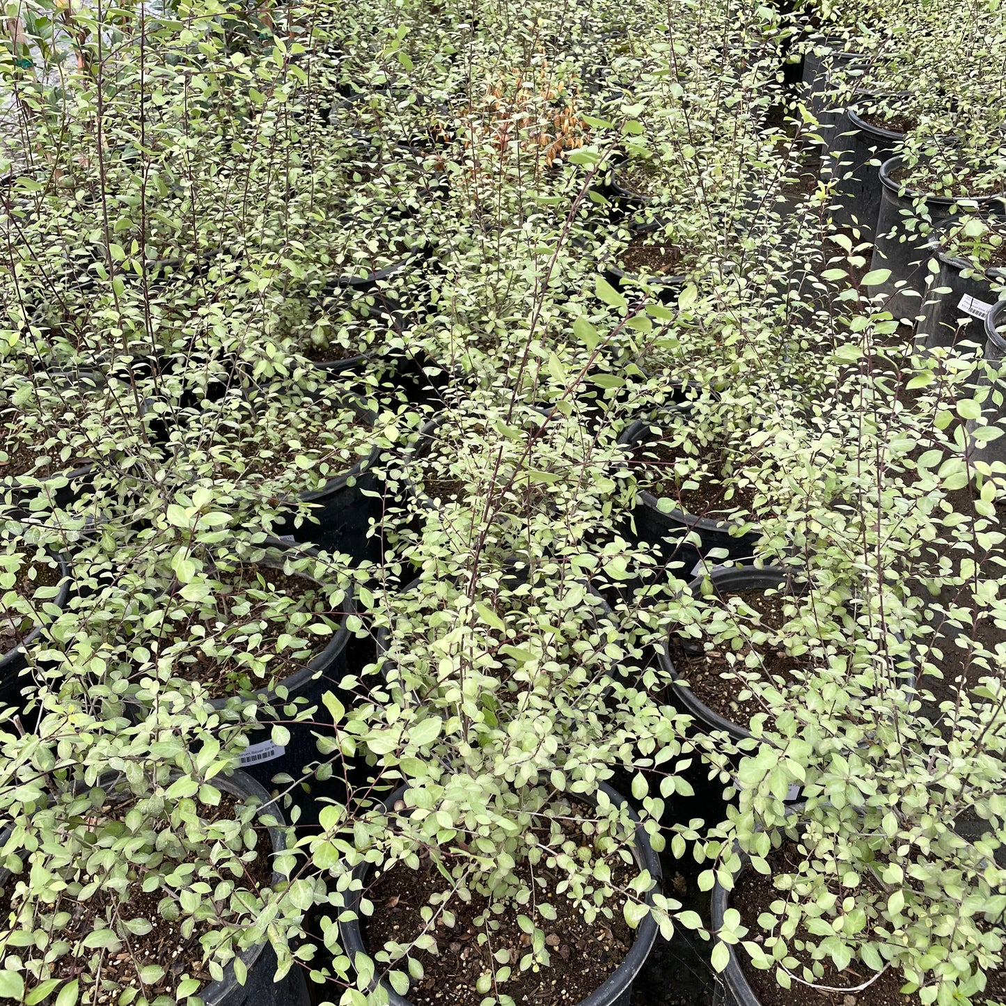 Silver Pittosporum · Thin Leaves