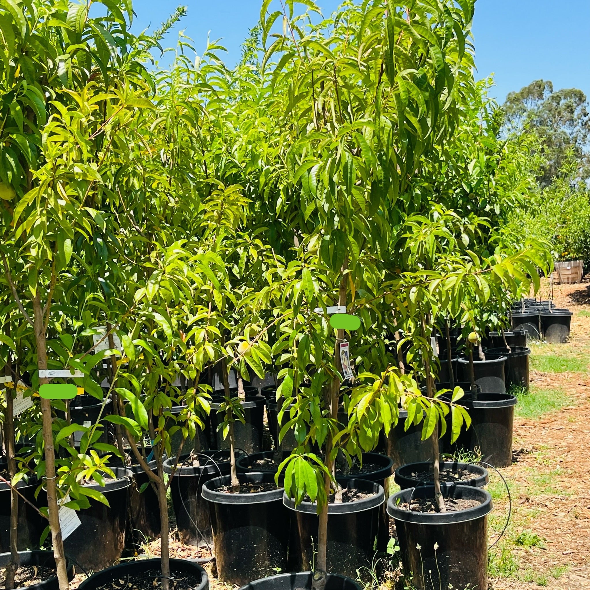 黄桃-美洲黄桃 Elberta Peach