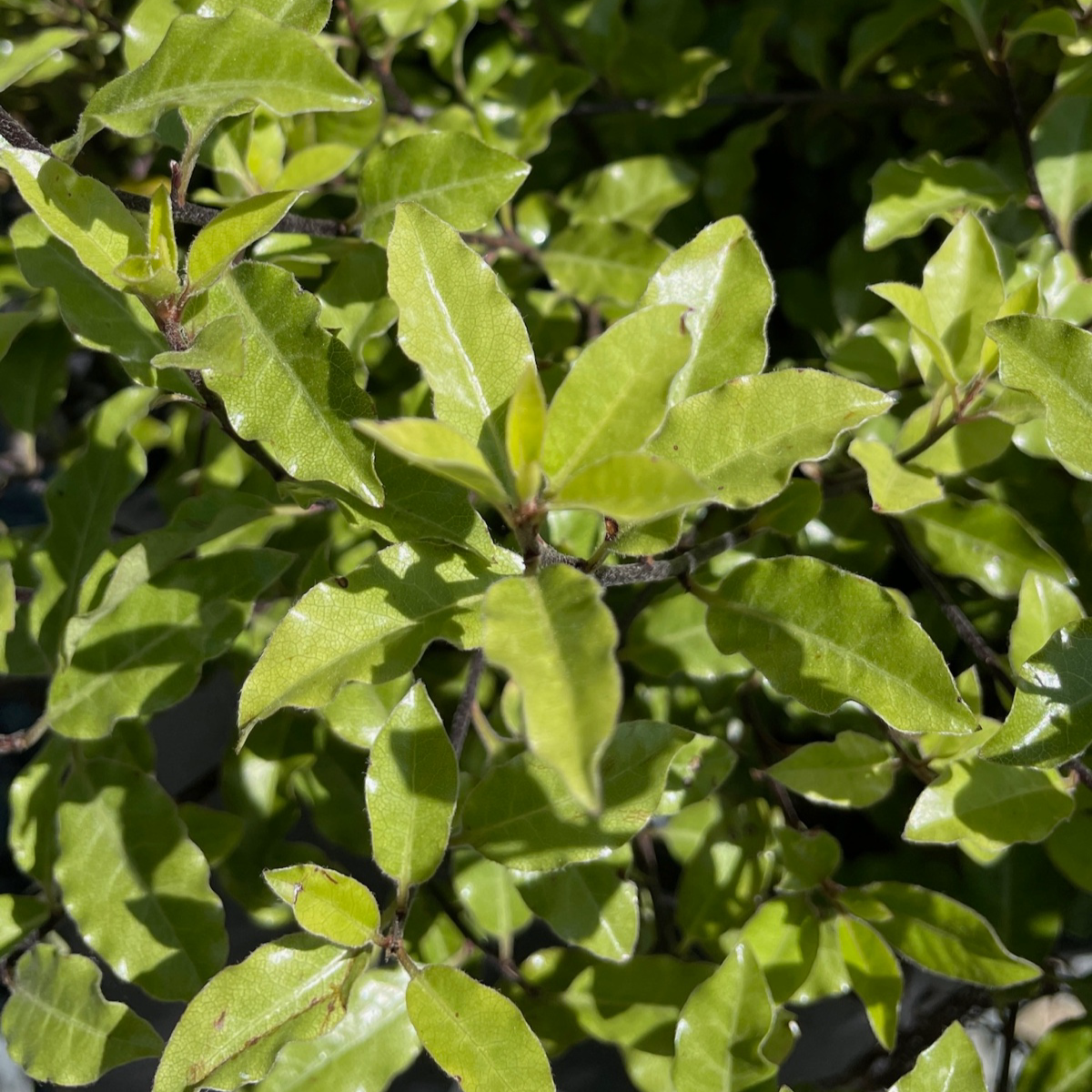 小精灵海桐 Elfin Kohuhu