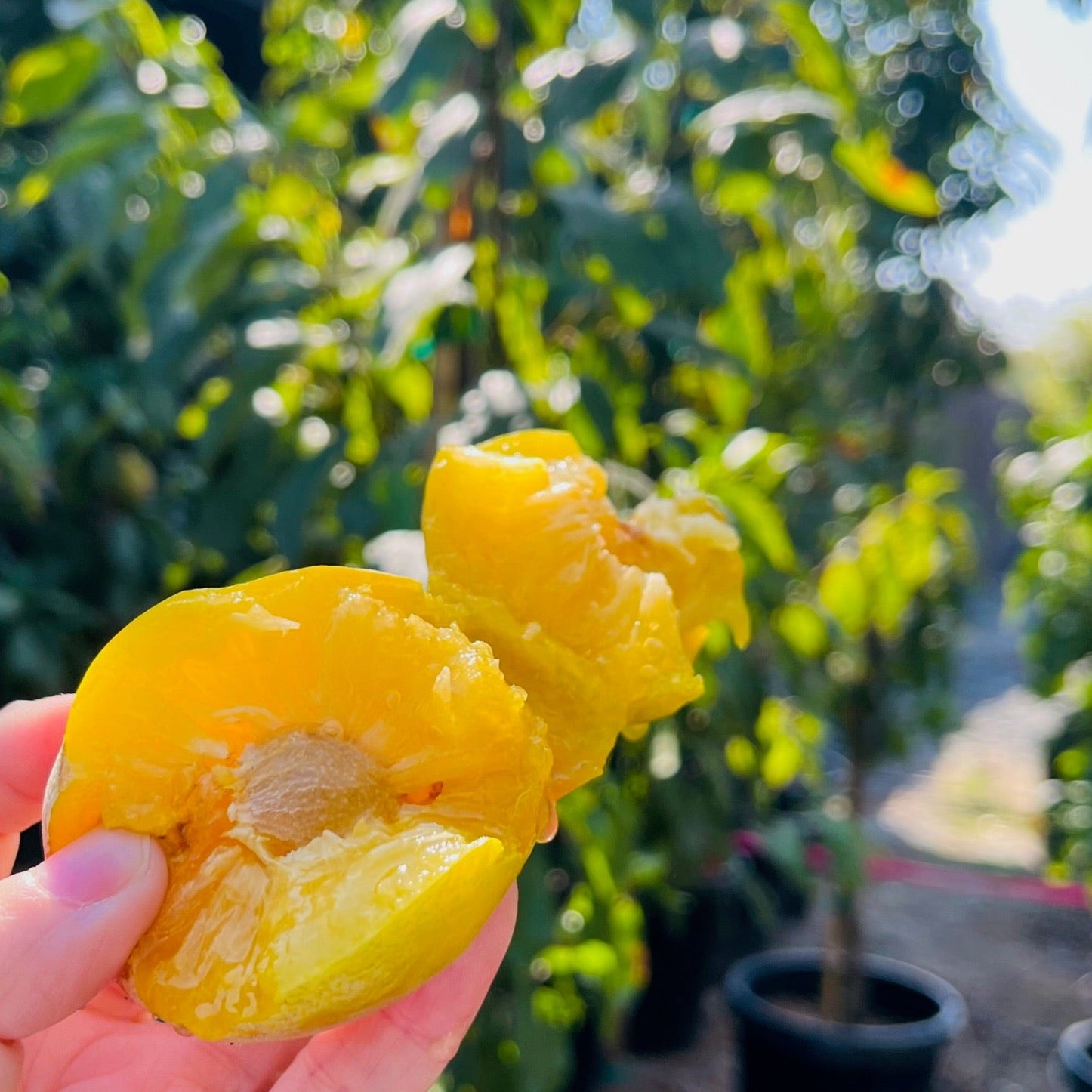 翡翠绿李子 Emerald Beaut Japanese Plum