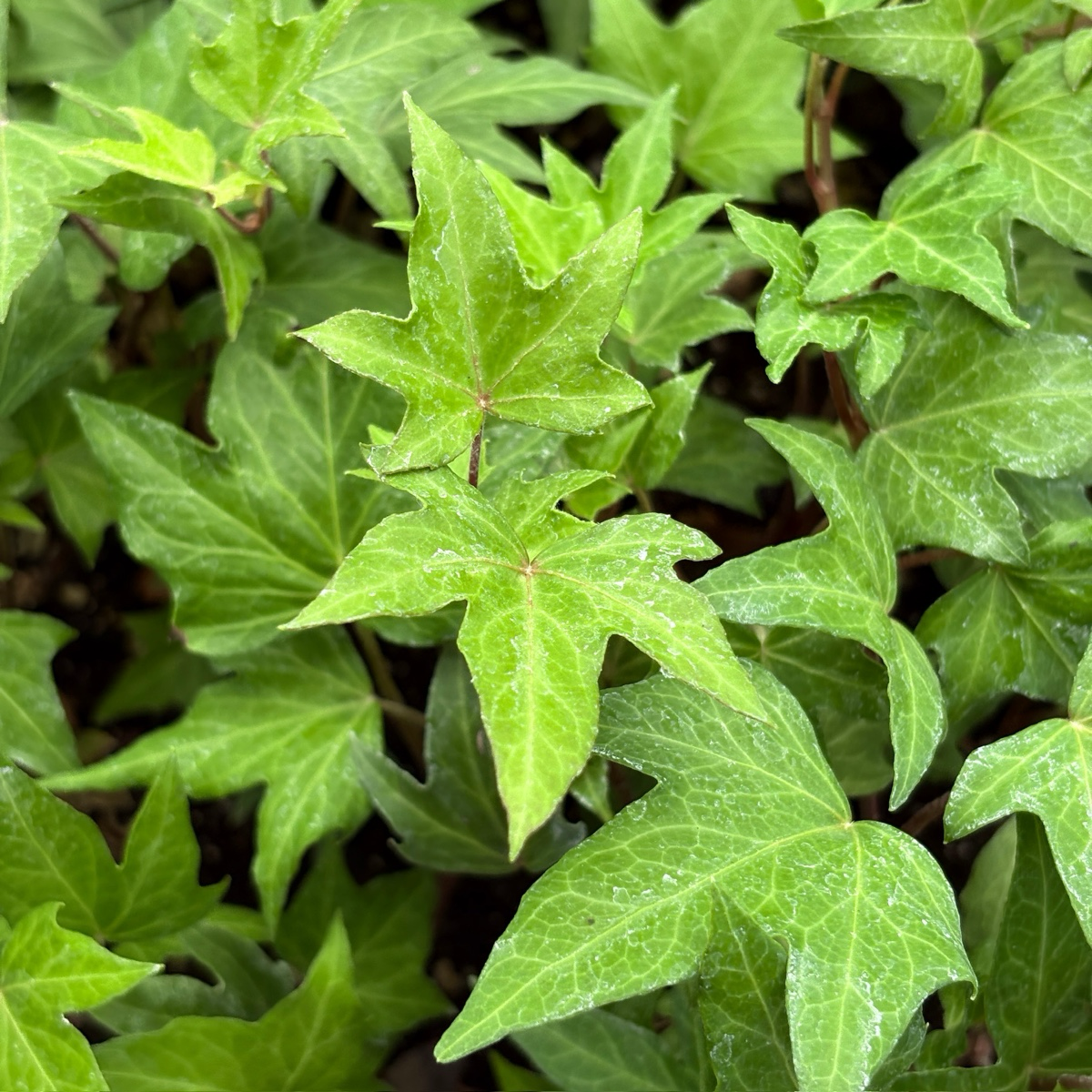 常青藤 English Ivy