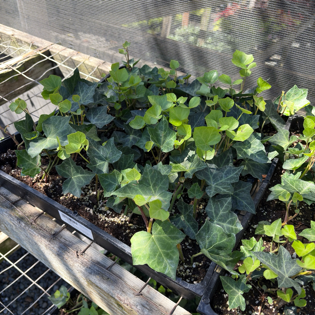 常青藤 English Ivy