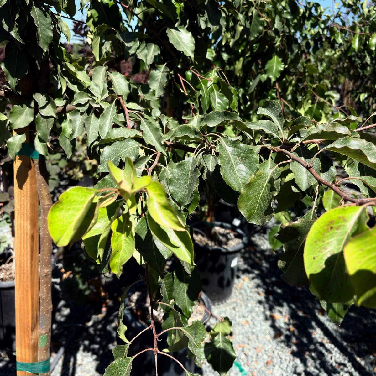 常青梨花树 Evergreen Pear