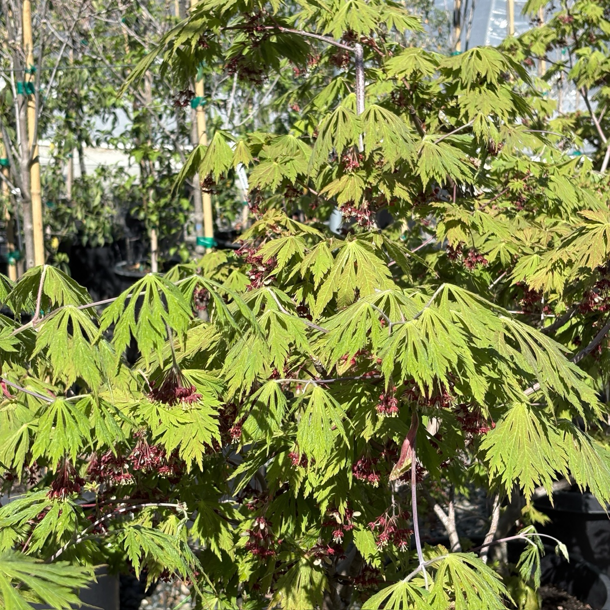 羽扇槭-乌头叶日本枫 Fernleaf Fullmoon Maple