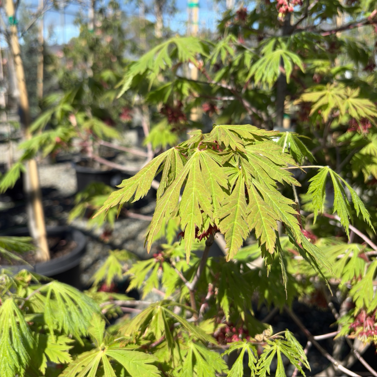 羽扇槭-乌头叶日本枫 Fernleaf Fullmoon Maple