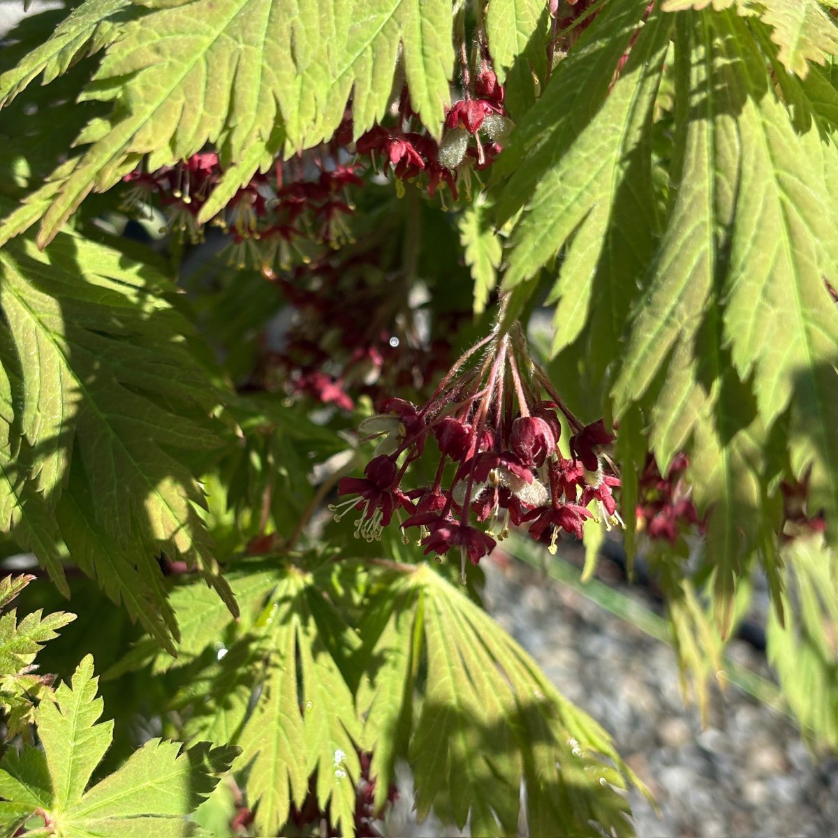 羽扇槭-乌头叶日本枫 Fernleaf Fullmoon Maple