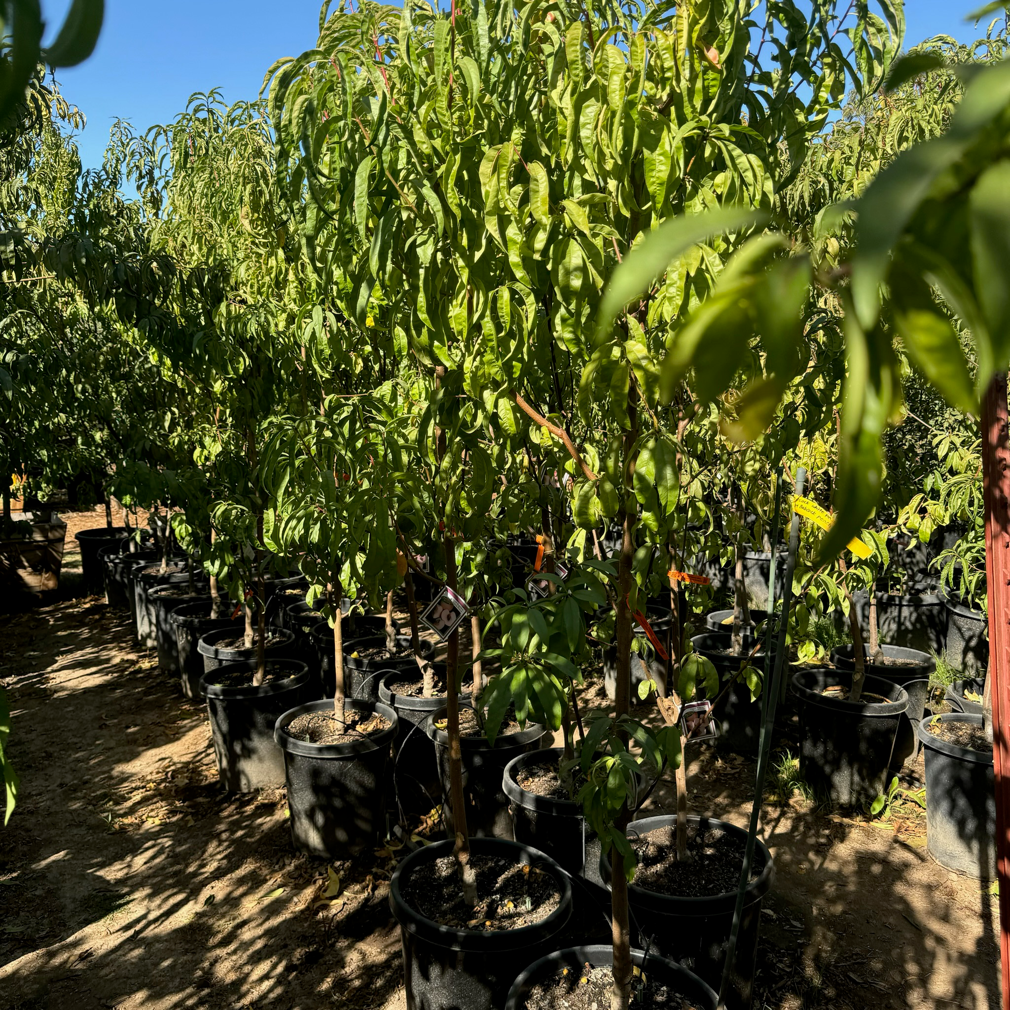 白桃-大个水蜜桃 Giant Babcock White Peach