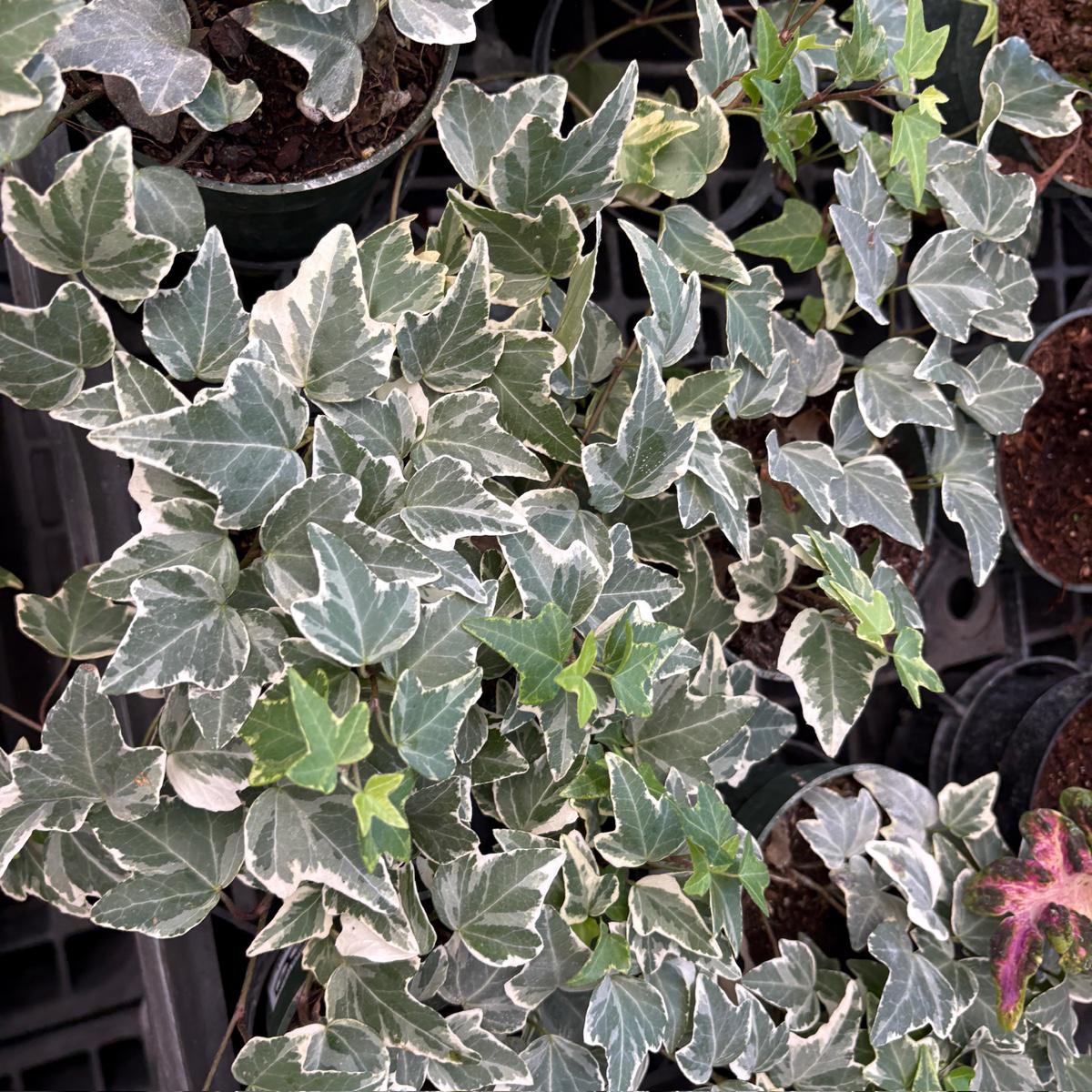 冰川常青藤 Glacier English Ivy