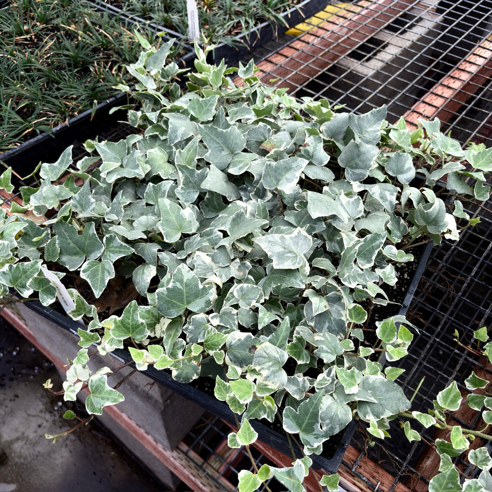 冰川常青藤 Glacier English Ivy