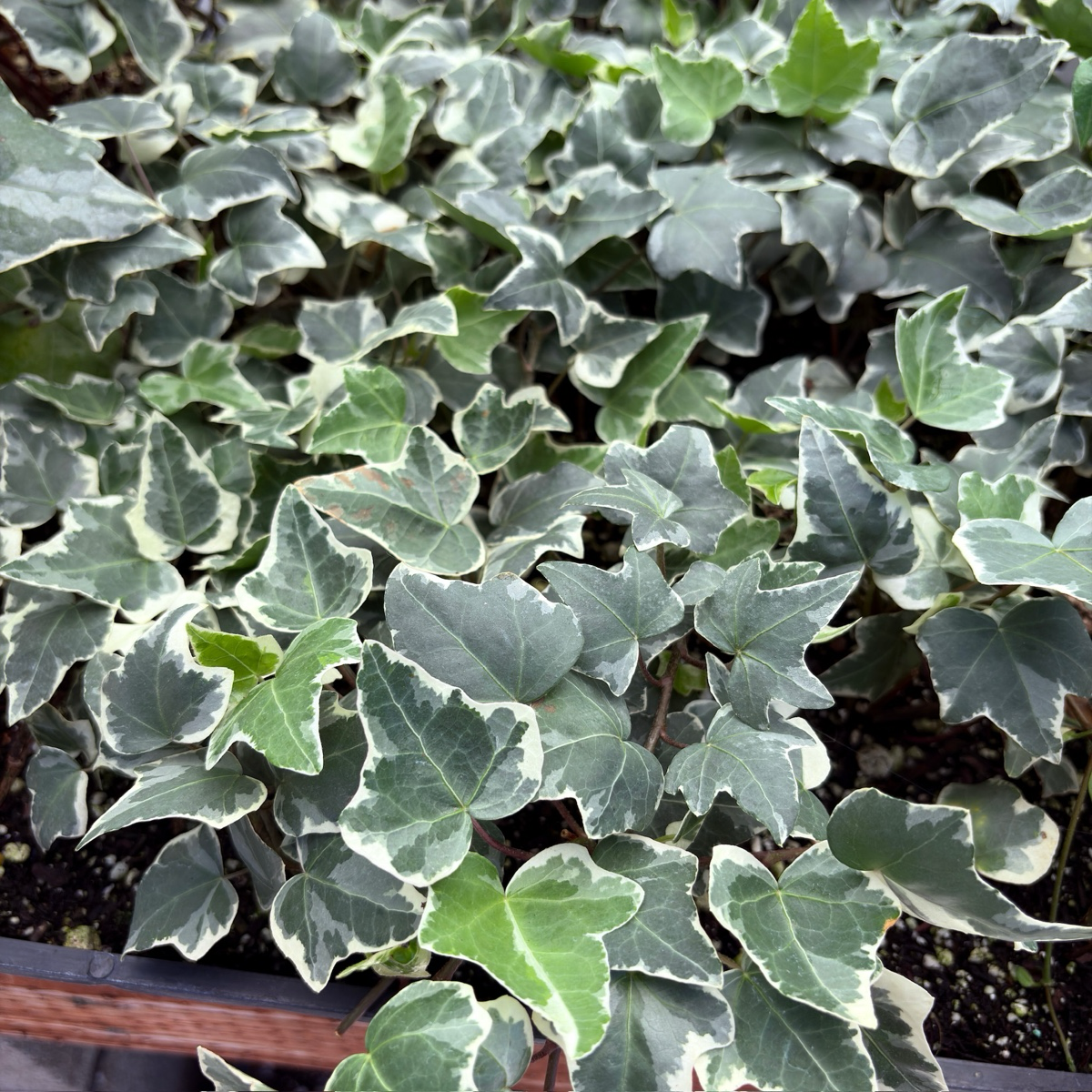 冰川常青藤 Glacier English Ivy