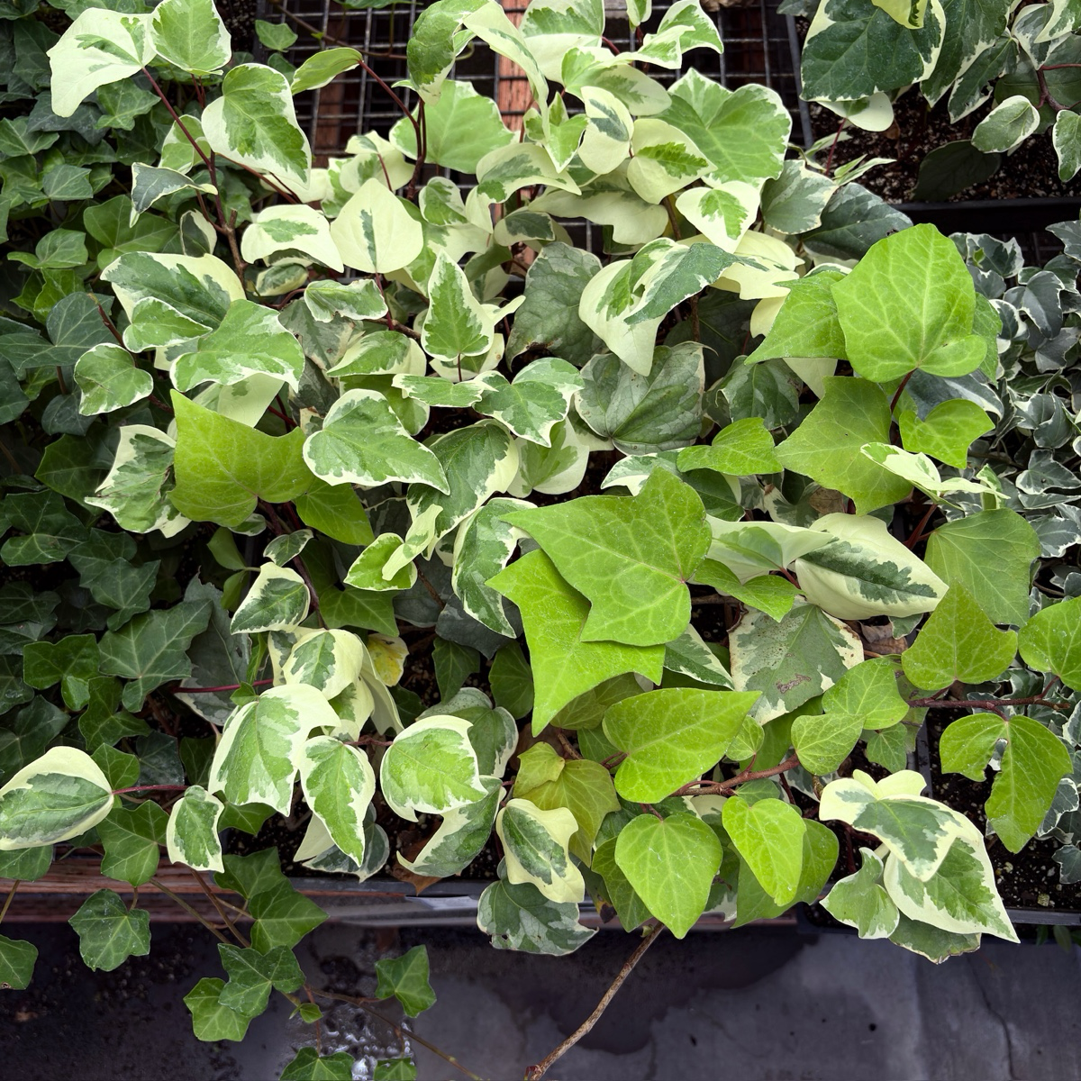 金边常青藤 Gold Child Variegated English Ivy