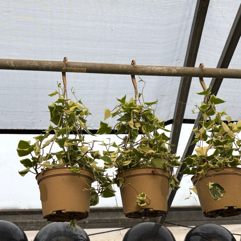 金边常青藤 Gold Child Variegated English Ivy