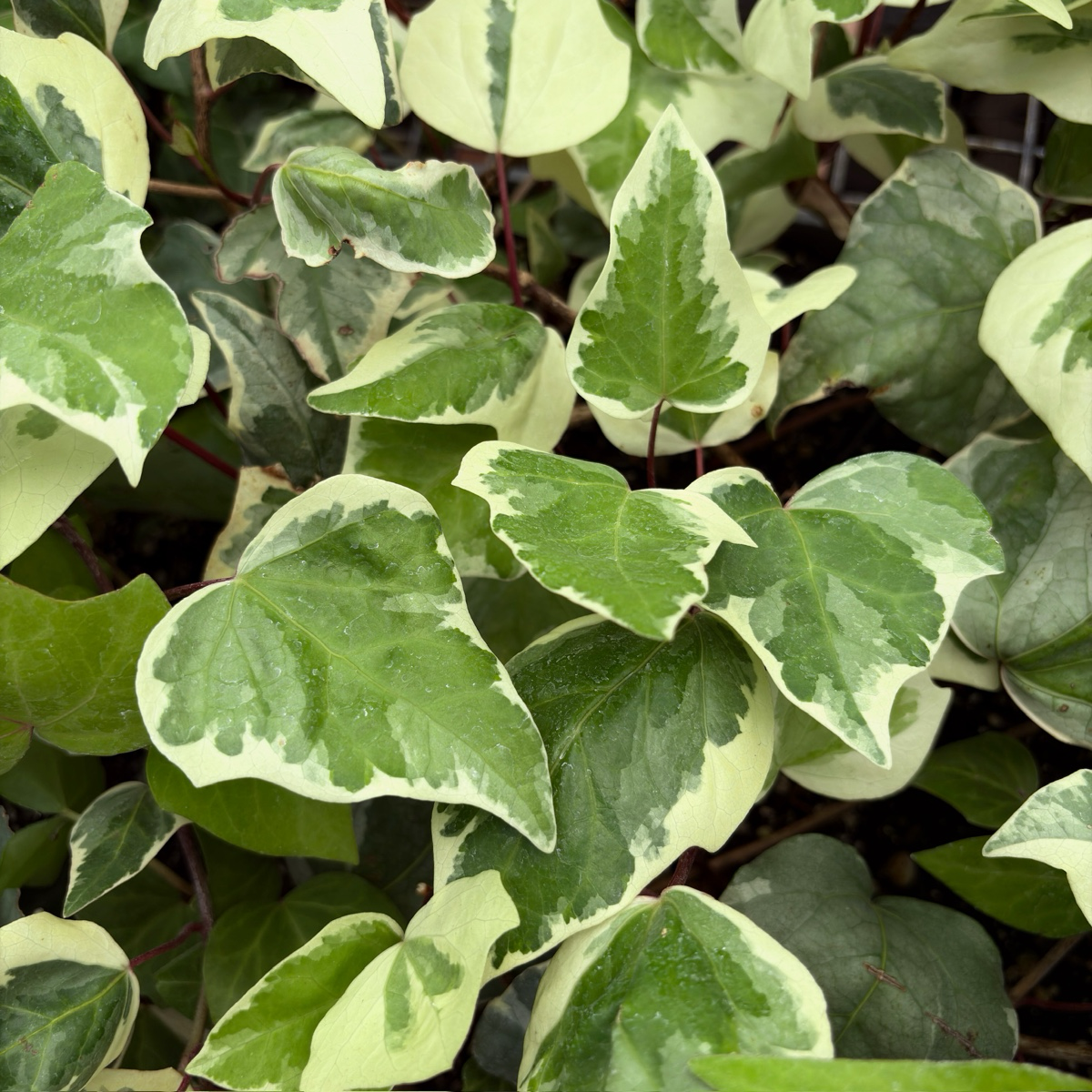 金边常青藤 Gold Child Variegated English Ivy