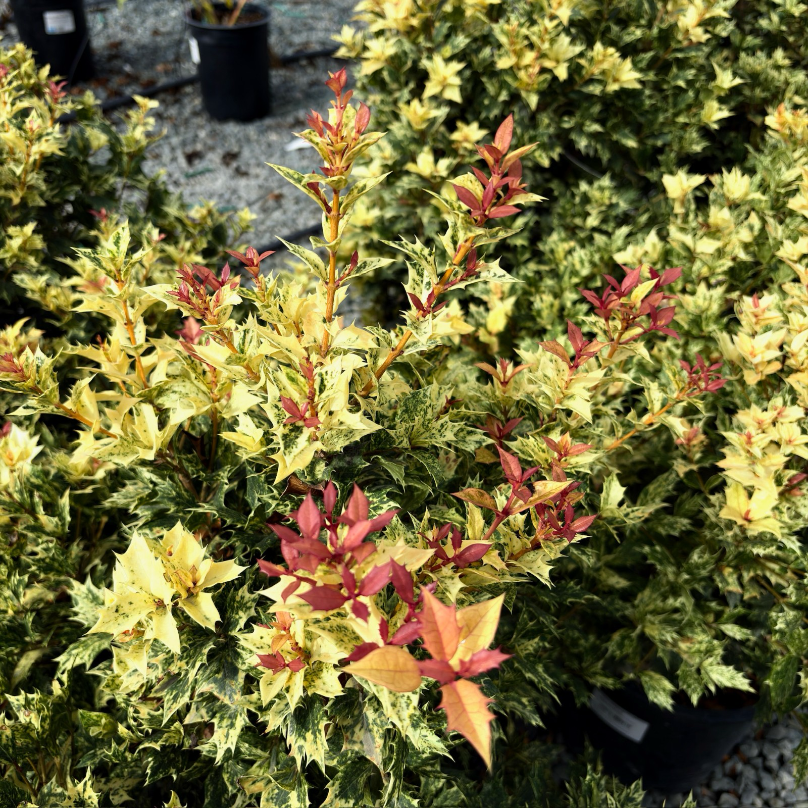 五彩刺桂 Goshiki False Holly