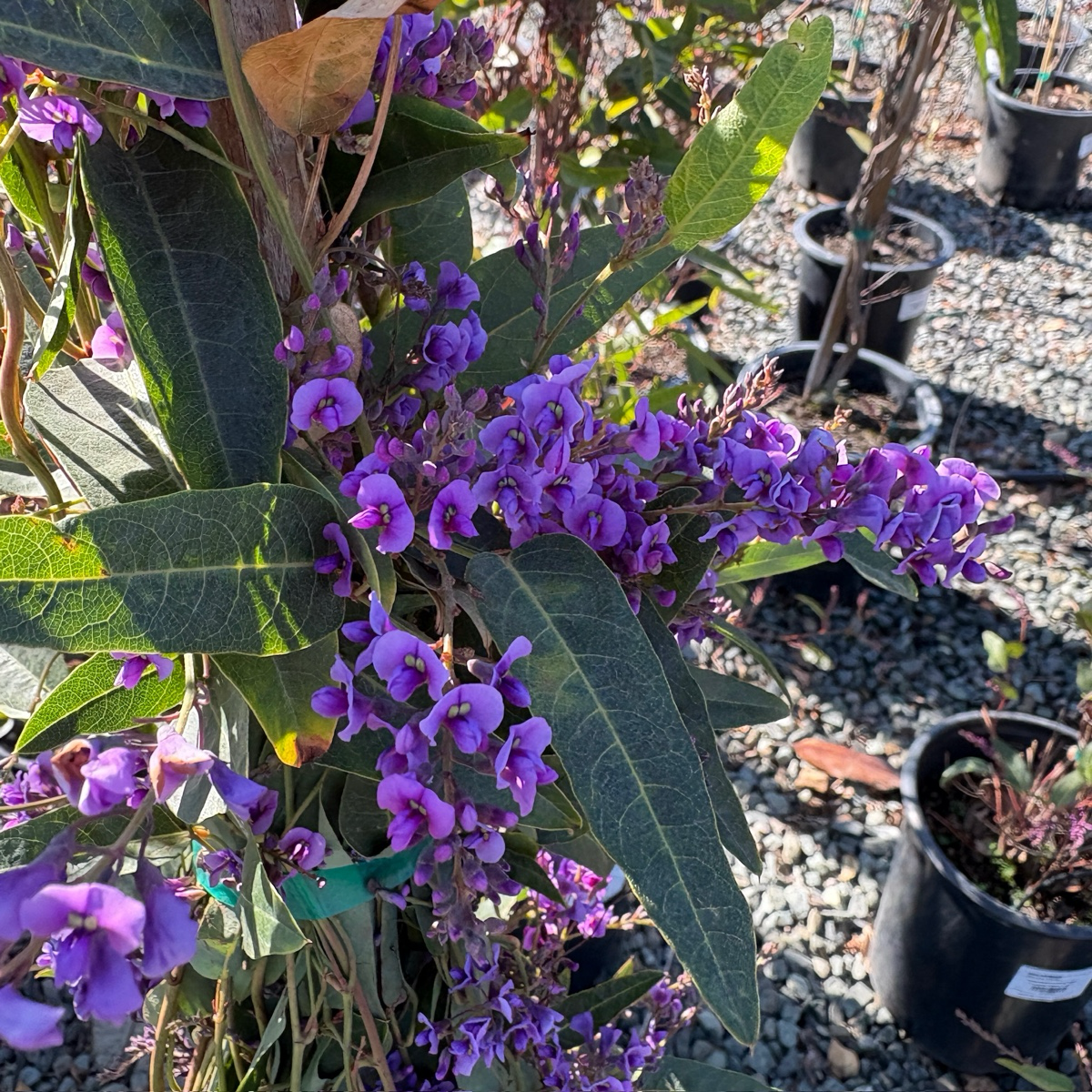 紫珊豆 Happy Wanderer Lilac Vine