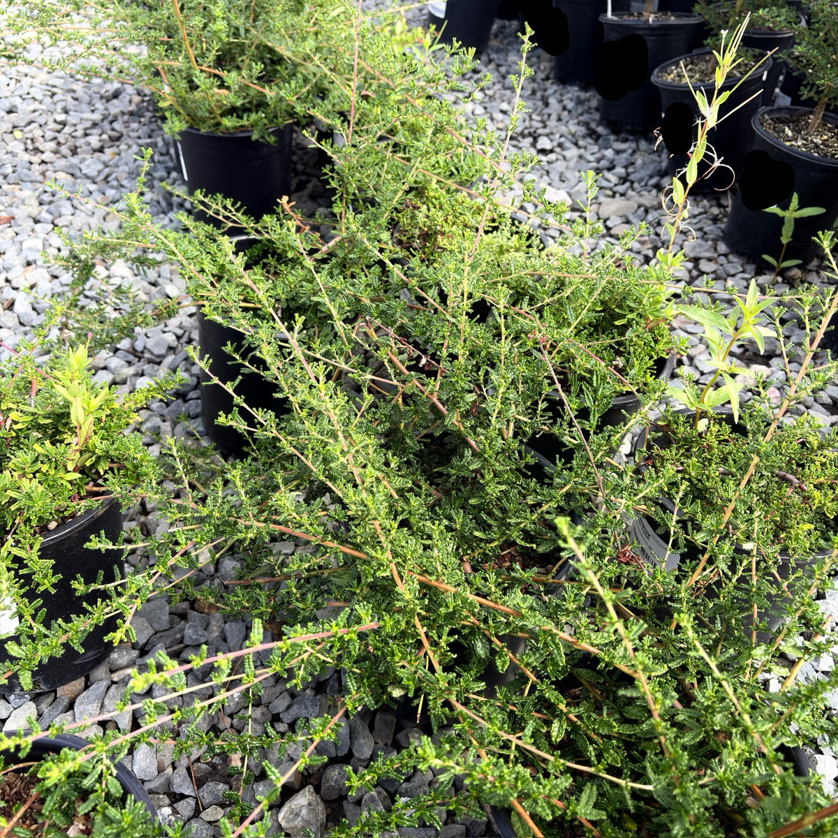 赫氏美洲茶 Hearst Ranch Buckbrush