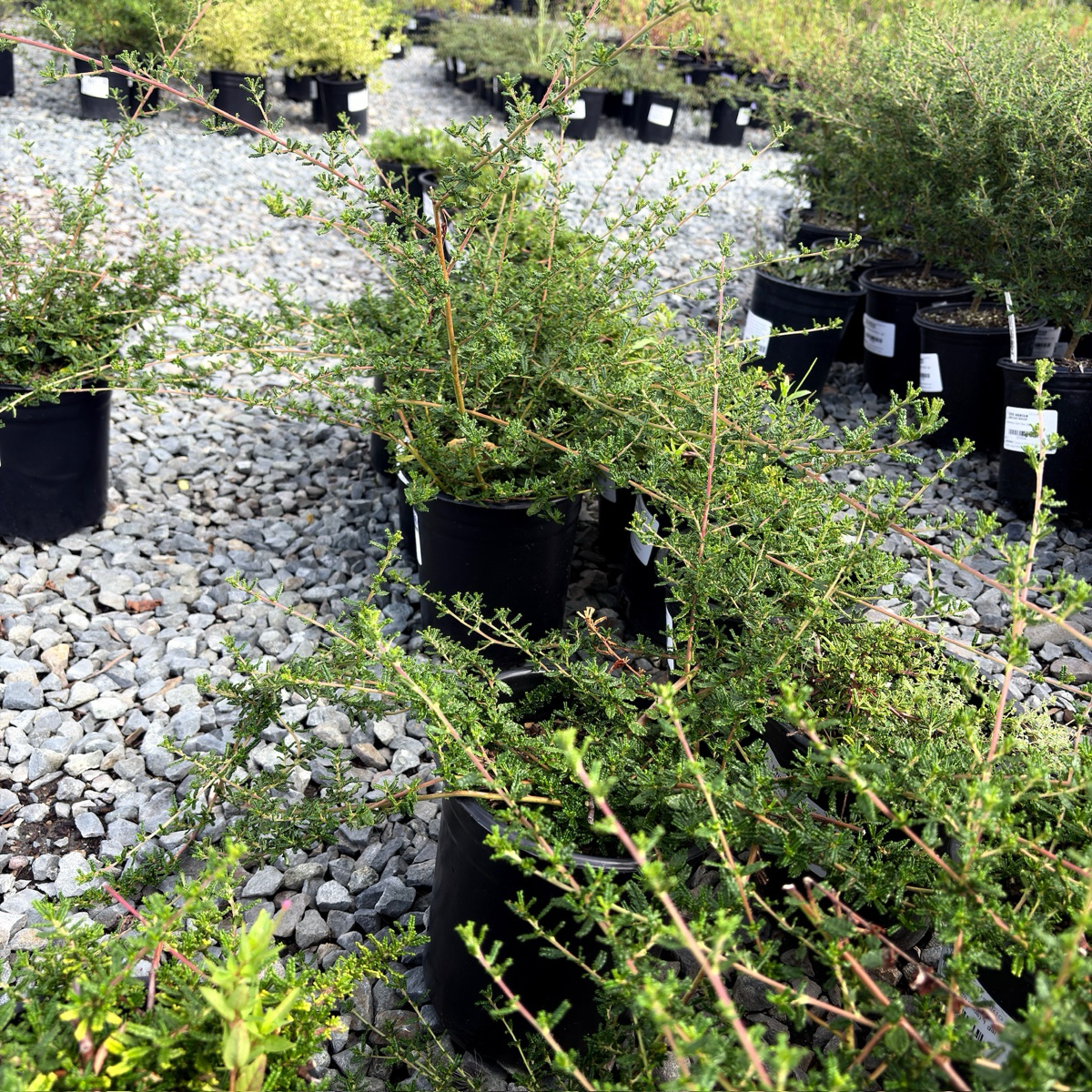 赫氏美洲茶 Hearst Ranch Buckbrush