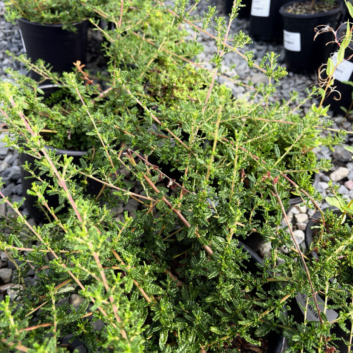 赫氏美洲茶 Hearst Ranch Buckbrush