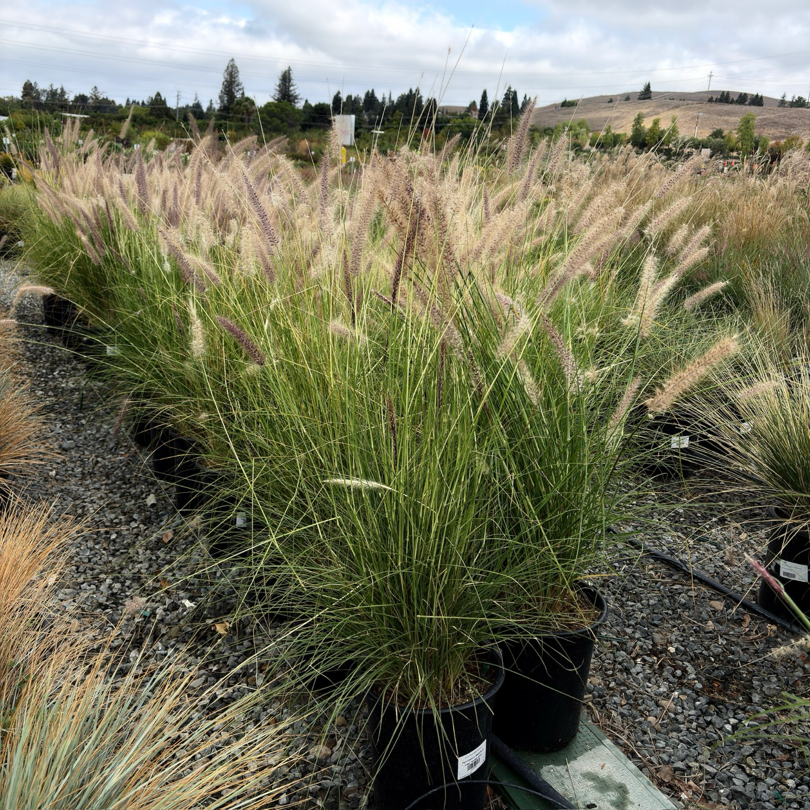 Red Fountain Grass
