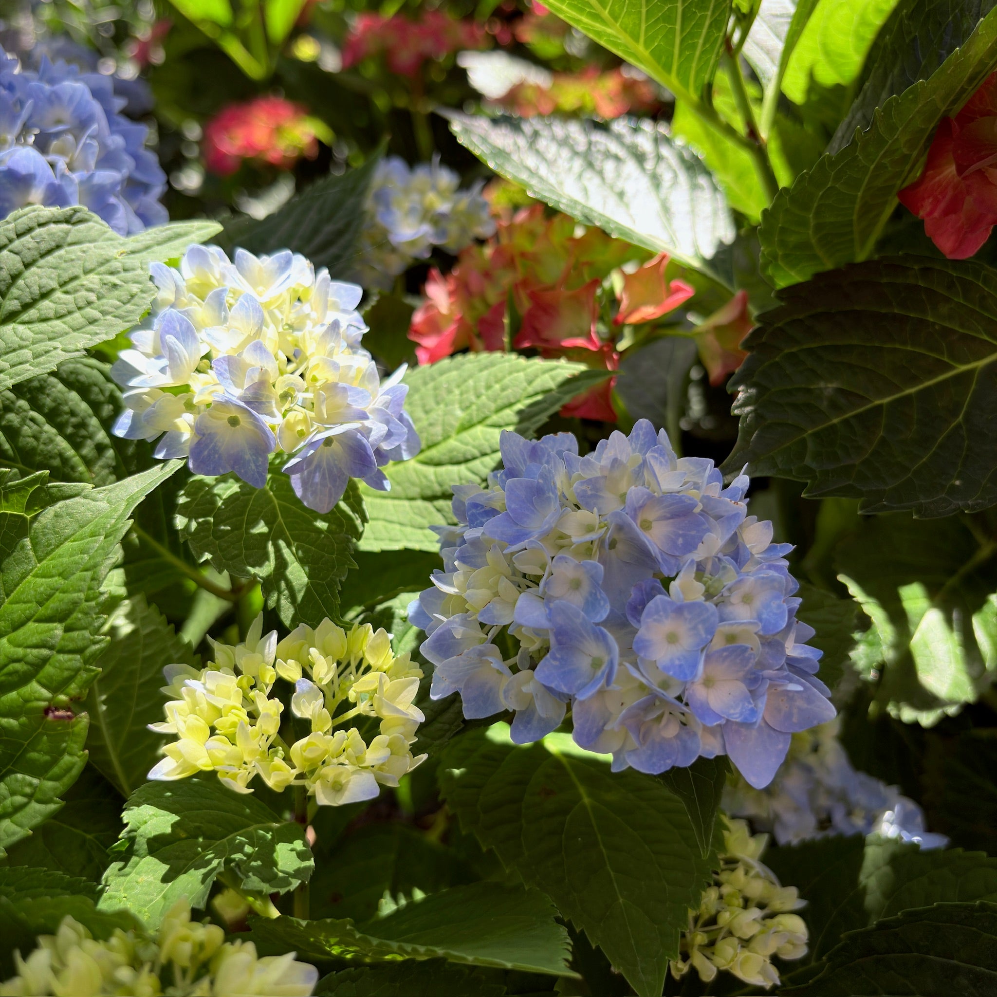 The Original  ES®Hydrangea