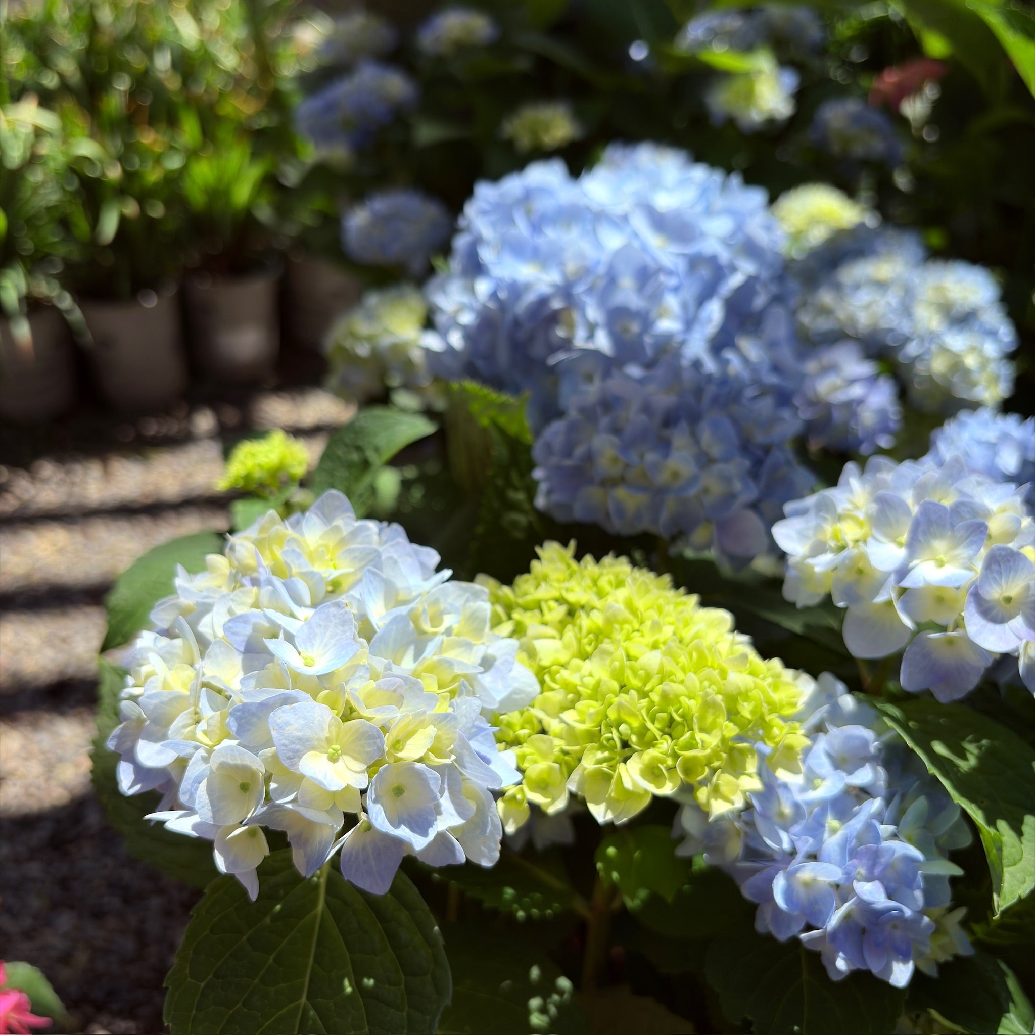 The Original ES®Hydrangea