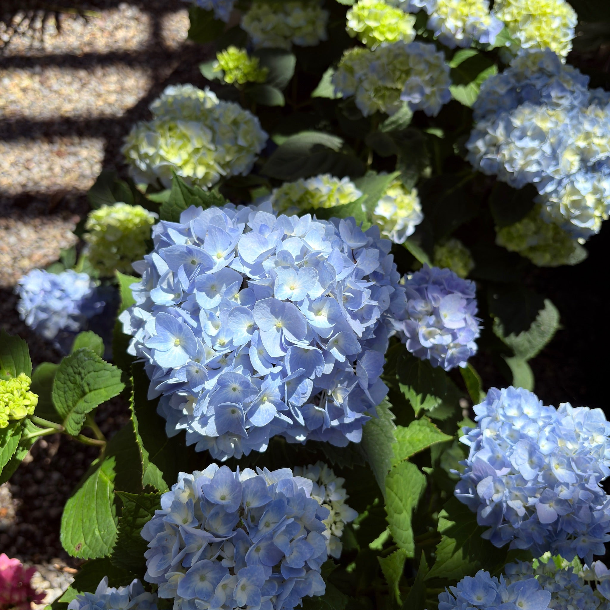 The Original  ES®Hydrangea