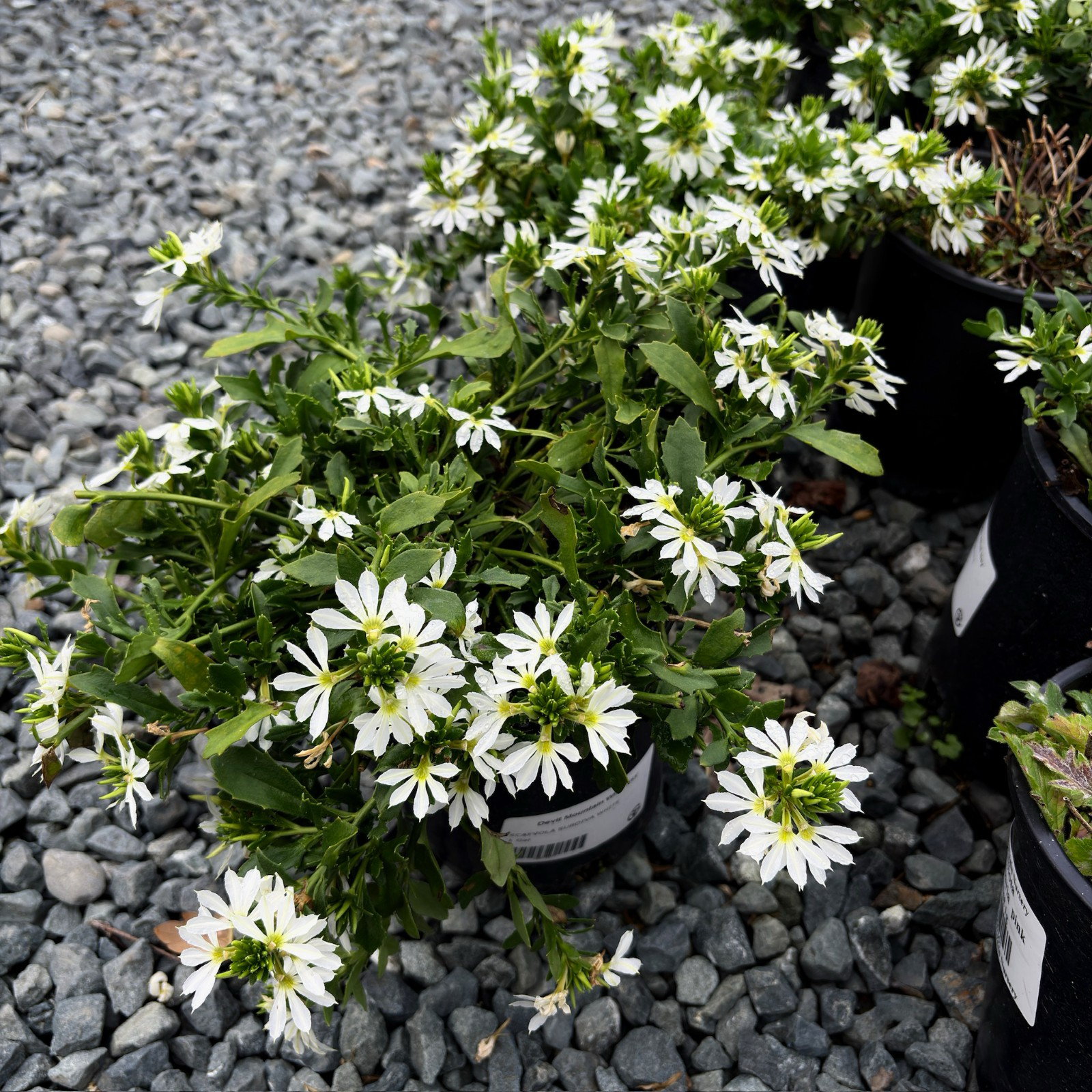 White Fan Flower