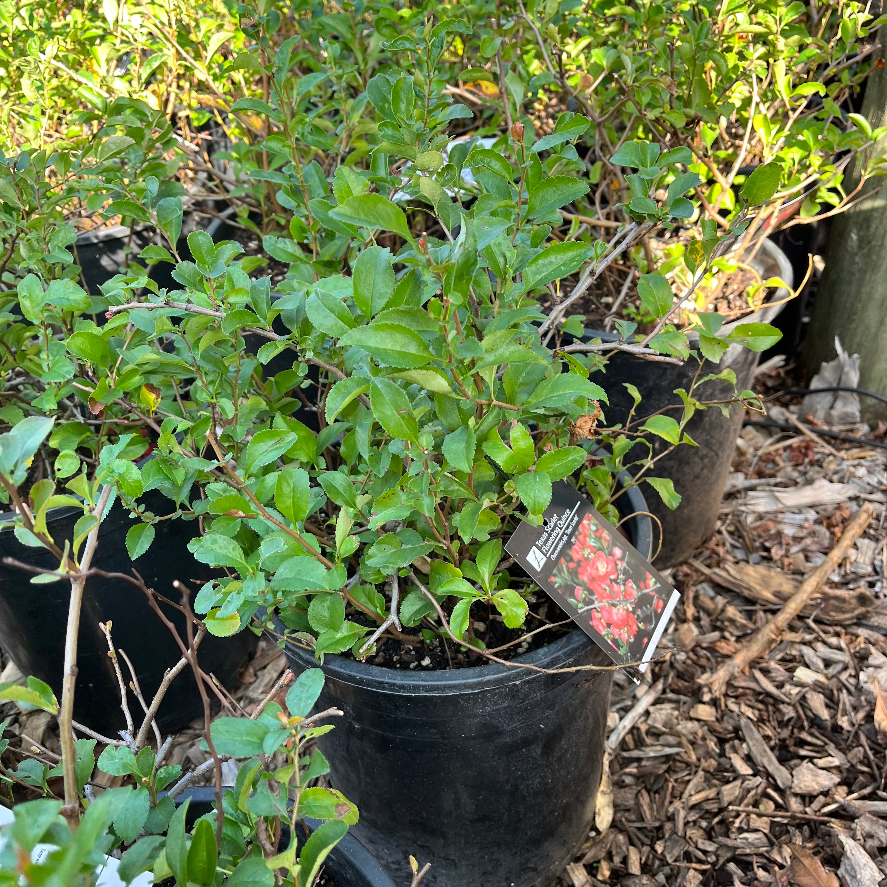 Texas Scarlet Flowering Quince