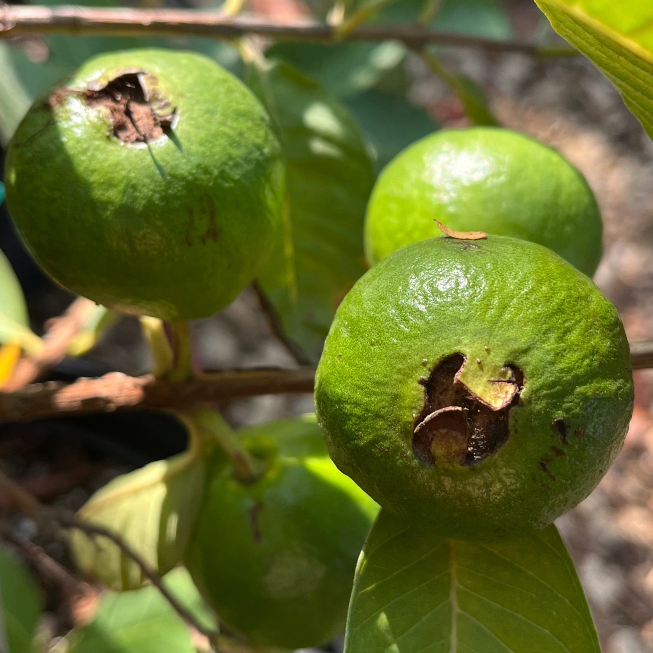 Thai White Guava