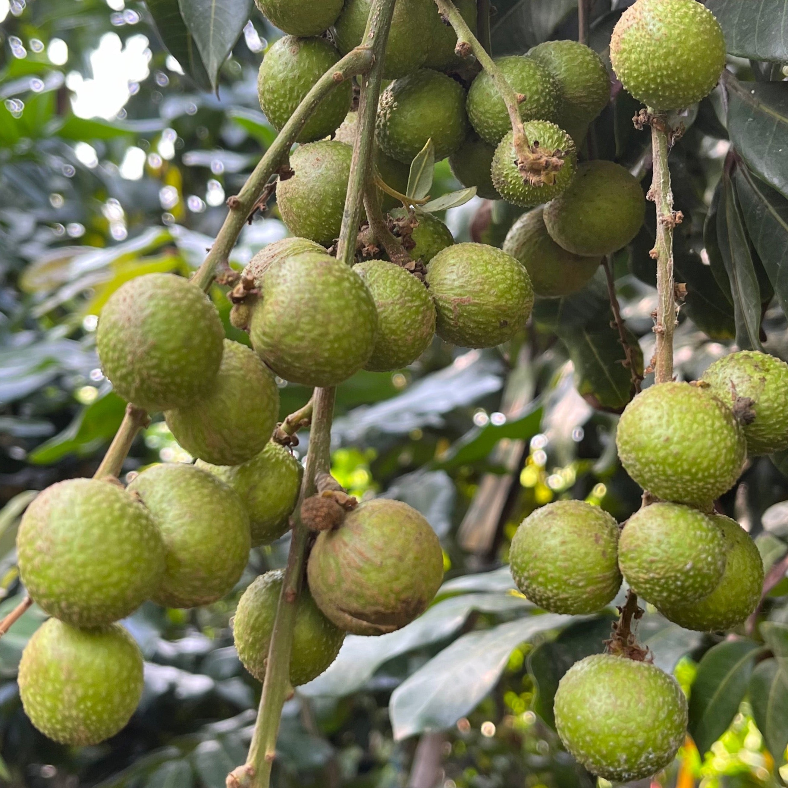 Kohala Longan
