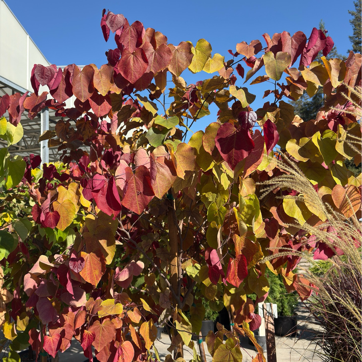 Hearts of Gold Eastern Redbud