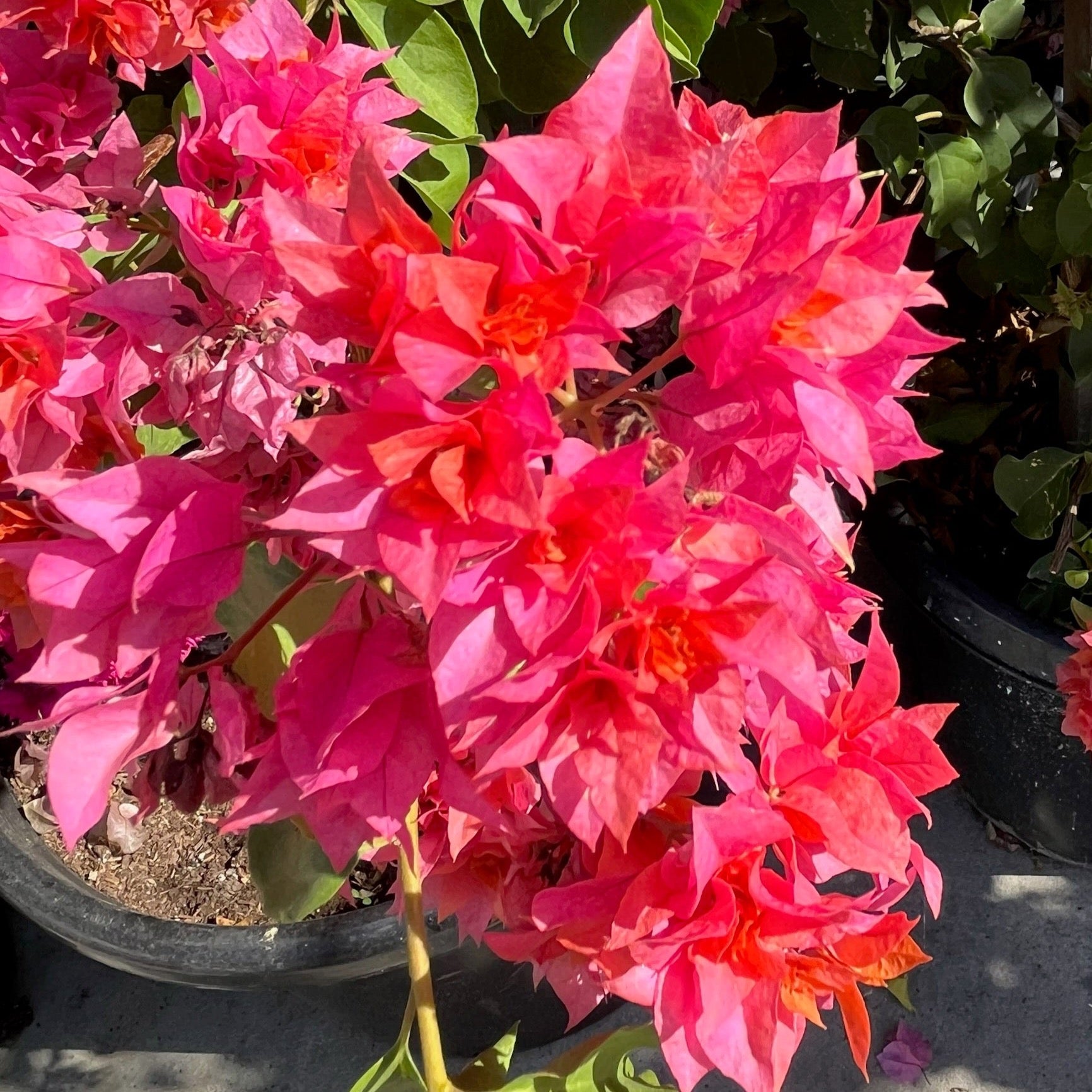 Torch Glow (Bangkok Red) Bougainvillea