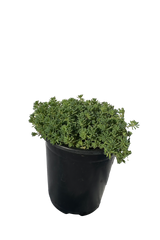 蓝地毯景天多肉植物