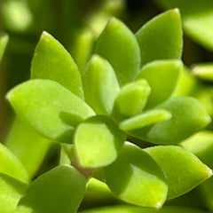 垂盆草多肉植物