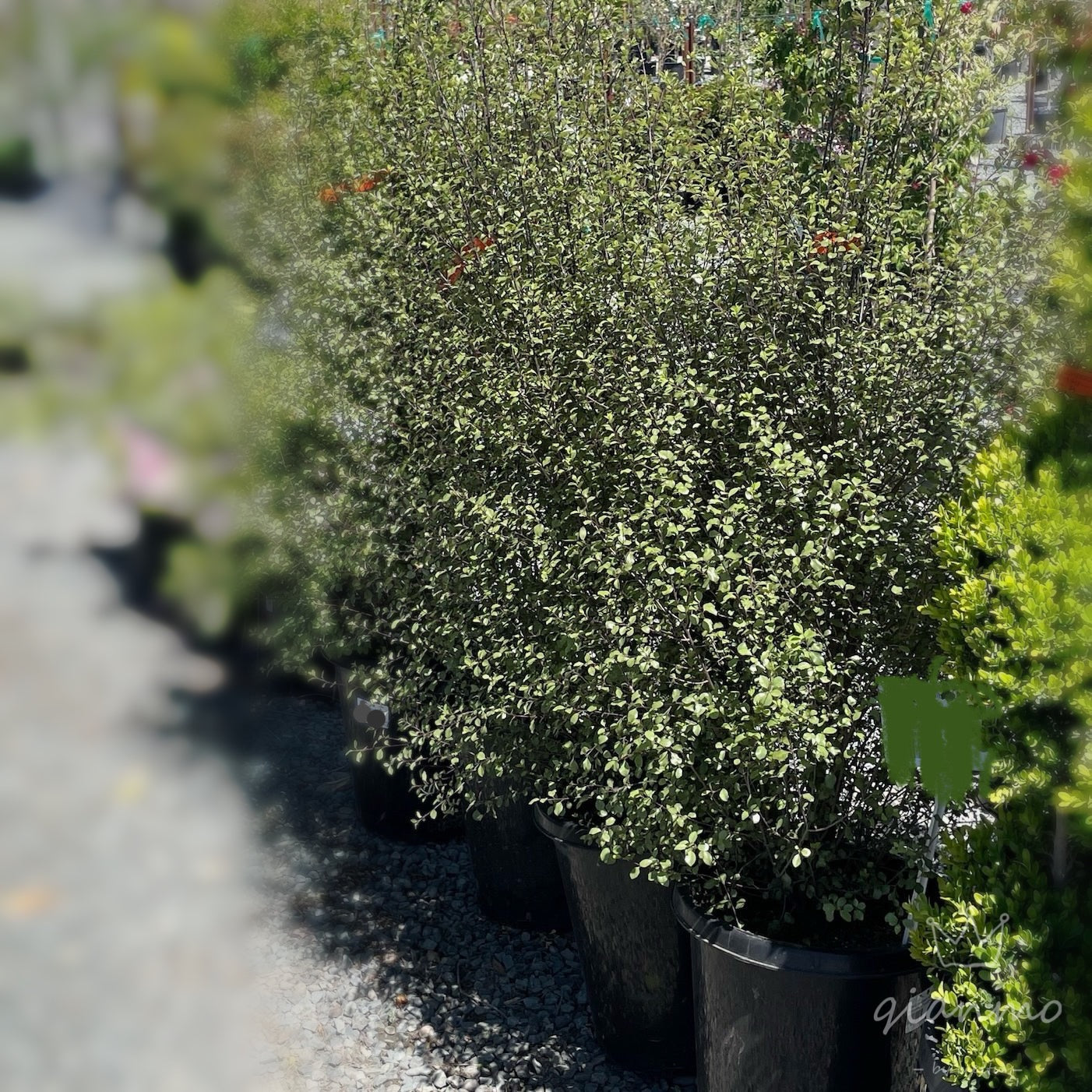 Silver Pittosporum · Thin Leaves