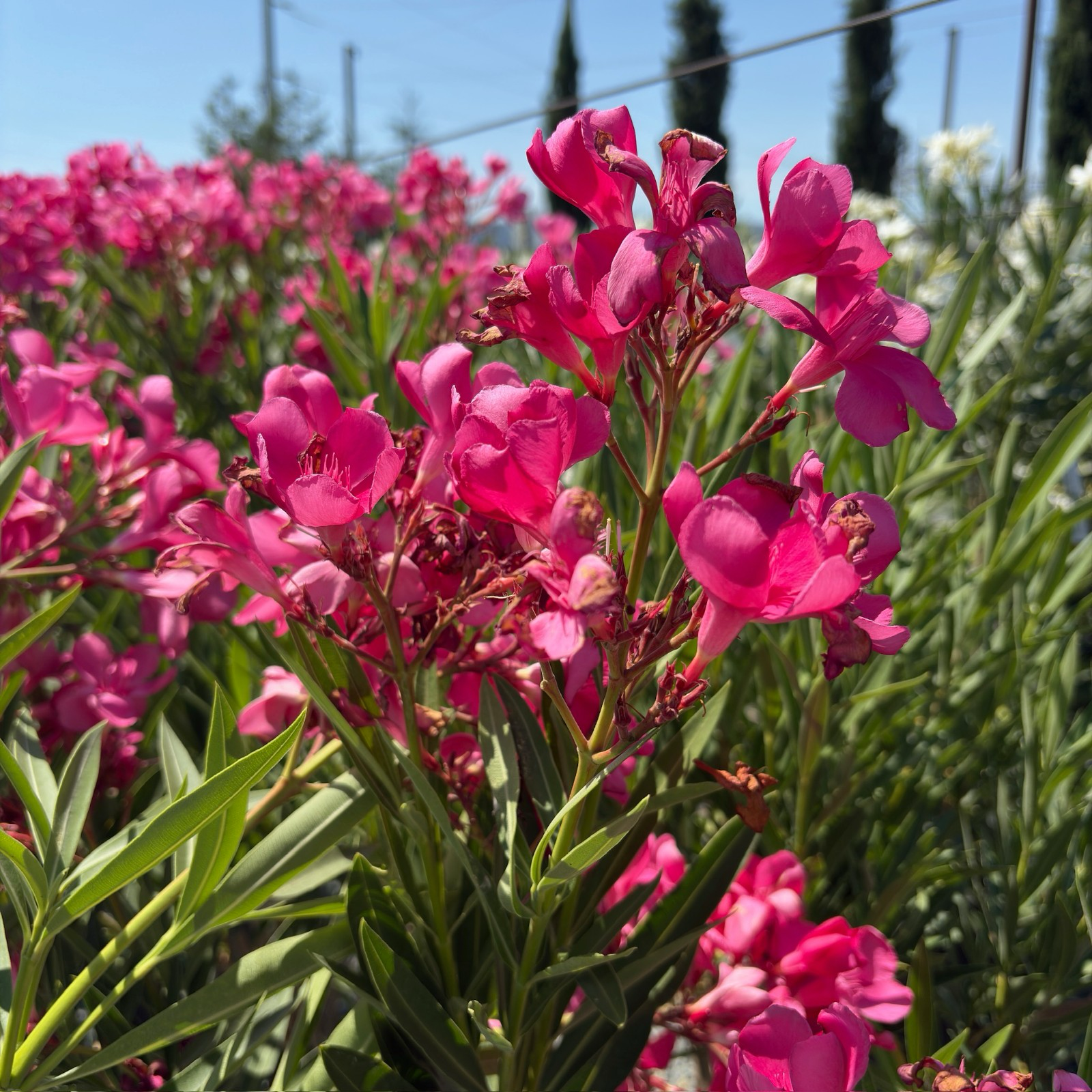 Pink Oleander