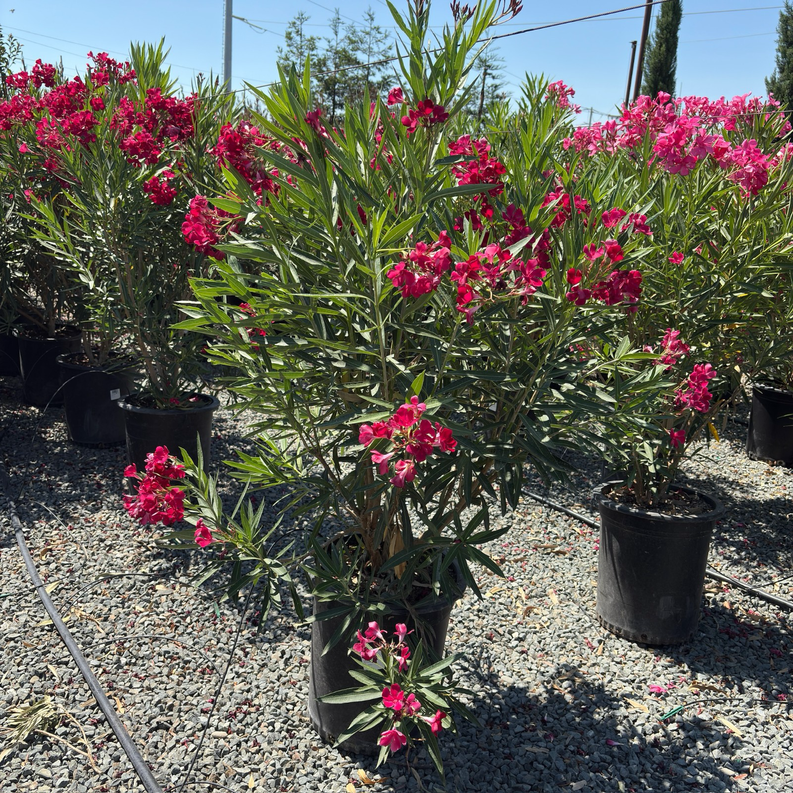 Red Oleander