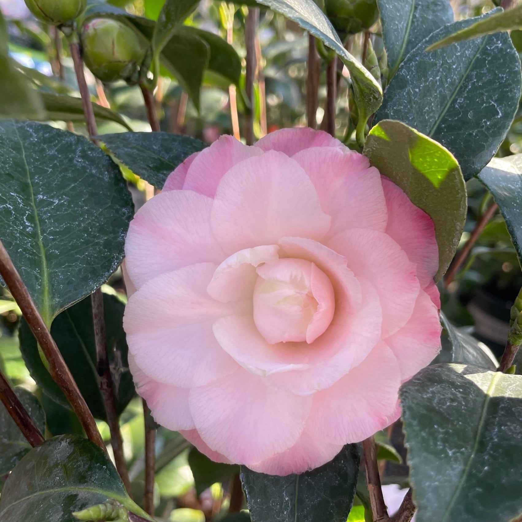 Nuccio's Pearl Camellia