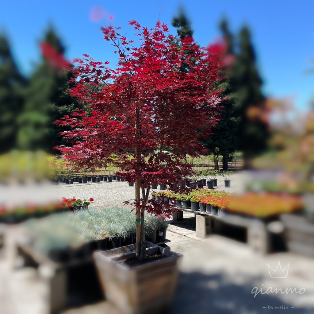 Fireglow Japanese Maple